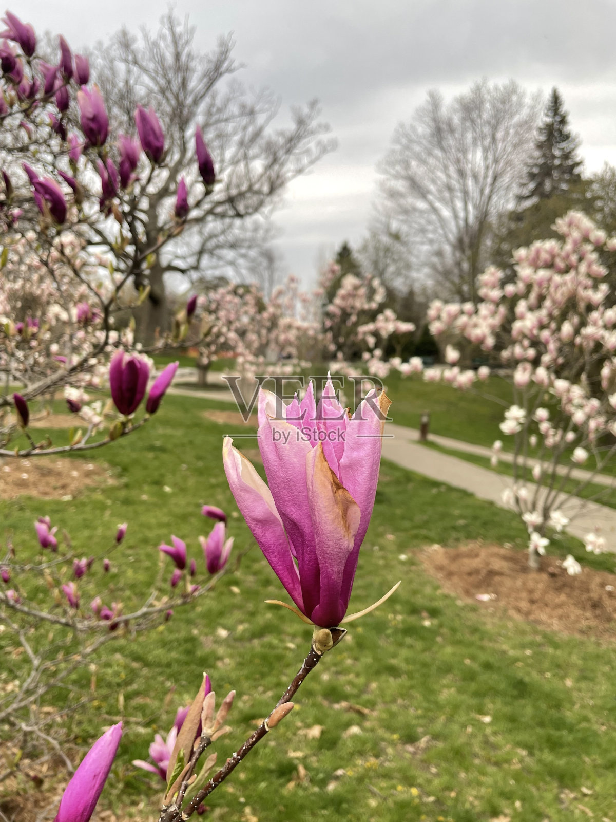 垂直拍摄的玉兰花在高公园-娱乐和自然公园在多伦多，加拿大照片摄影图片