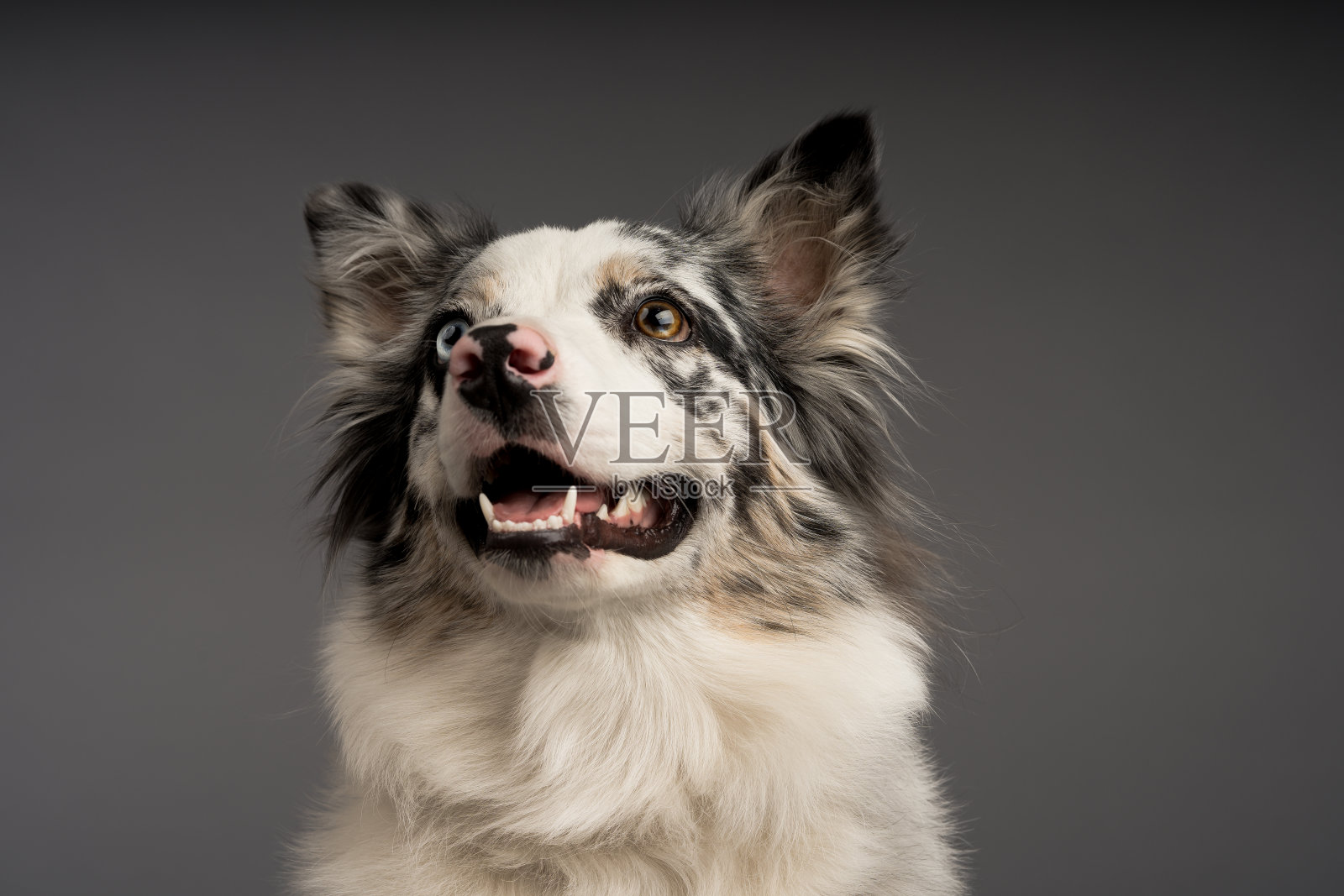 特写镜头的斑点边境牧羊犬与异色的眼睛照片摄影图片