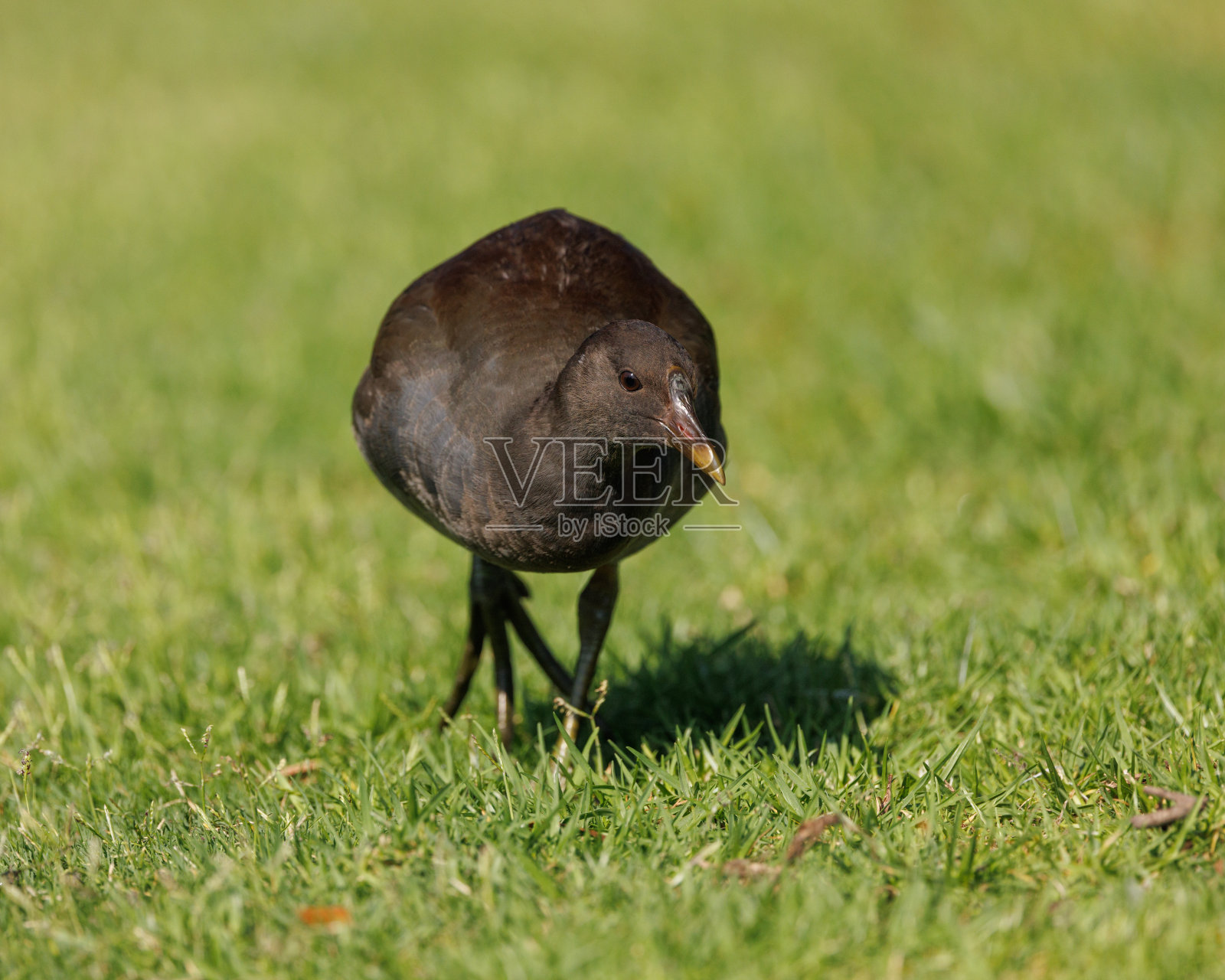年轻的Dusky Moorhen，黄毛鸡照片摄影图片