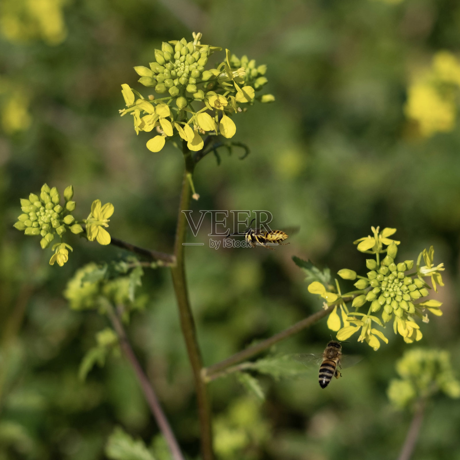 蜜蜂在科尔扎采集花蜜照片摄影图片