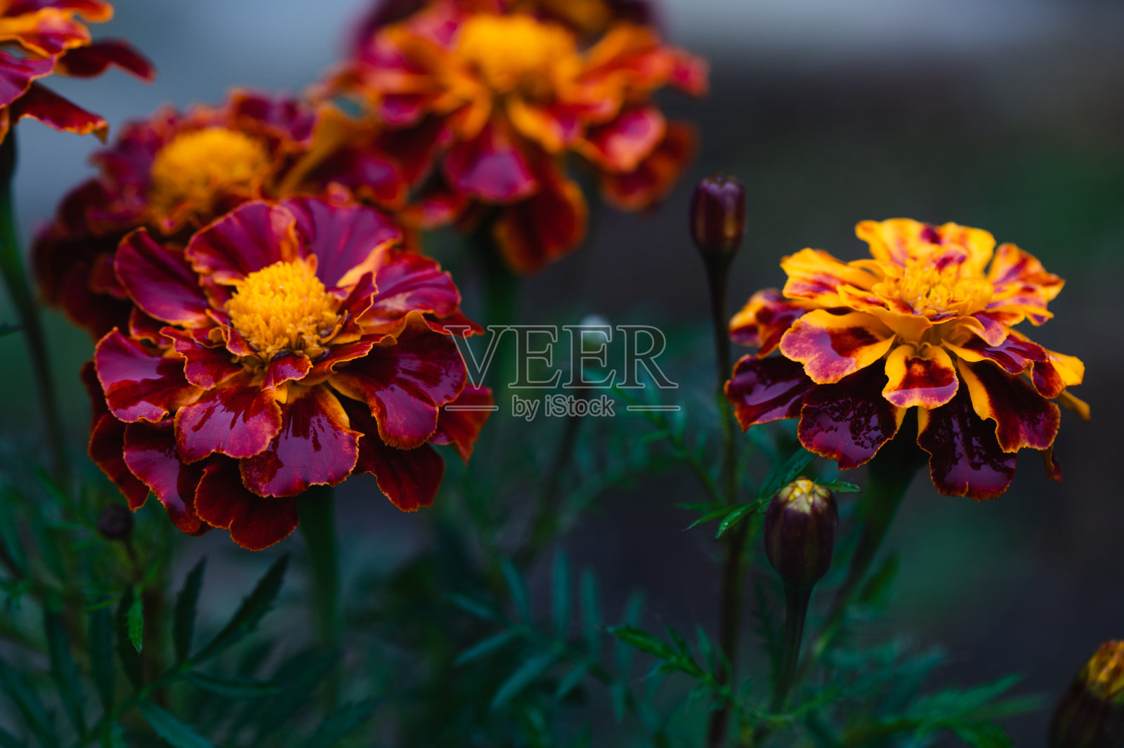 花卉黄色背景照片摄影图片