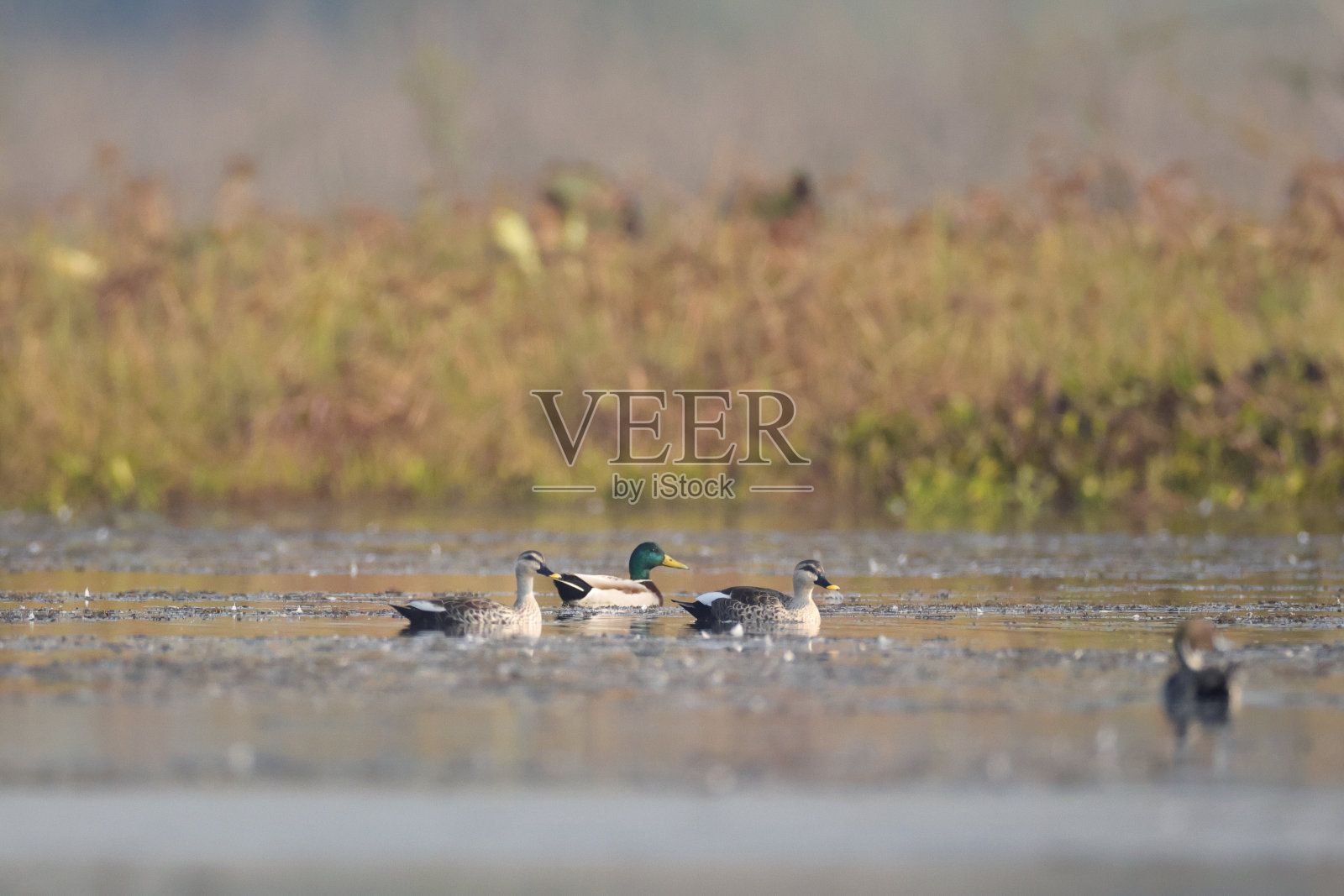 鸭鸟:成年雄性绿头鸭或野鸭(Anas platyrhynchos)。照片摄影图片