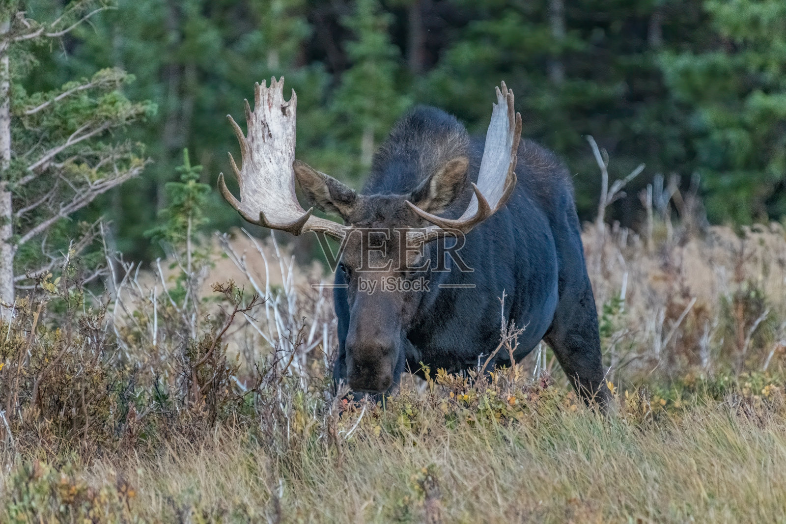 在美国西部科罗拉多州博尔德西部的印第安峰荒野中，一只大鹿角公驼鹿正盯着摄像机近距离拍摄照片摄影图片