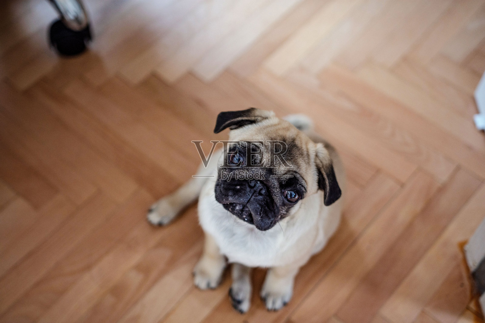 可爱的哈巴狗照片摄影图片