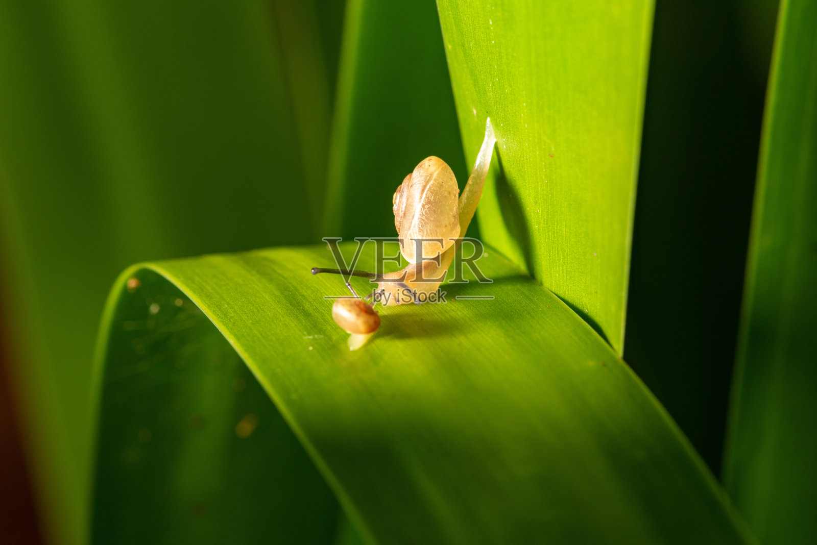 Caracol，巴西雨后在花园里散步的小蜗牛，选择性聚焦。照片摄影图片
