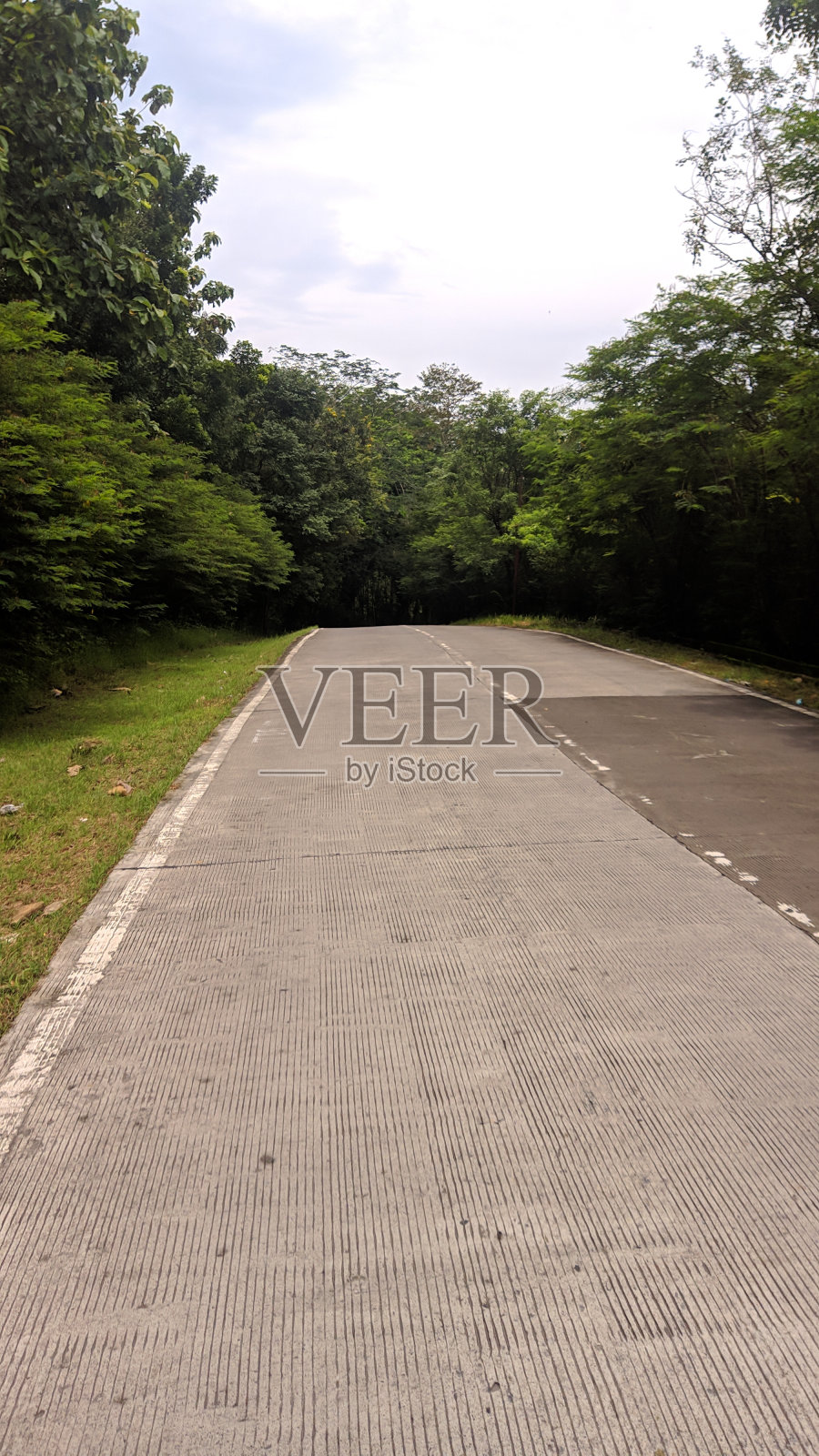 森林中央的水泥路照片摄影图片