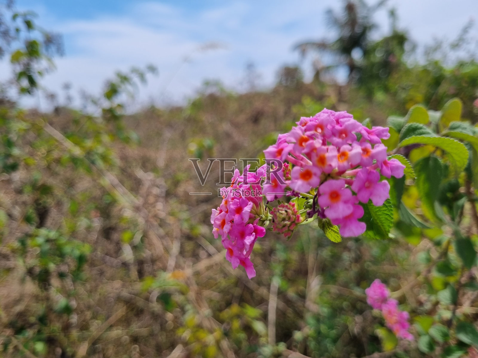 五彩缤纷的大兰花在花园里盛开照片摄影图片
