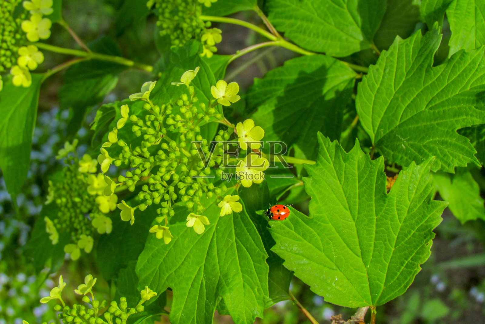 瓢虫在夏季花园的绿叶茉莉花的叶子上。自然的壁纸照片摄影图片