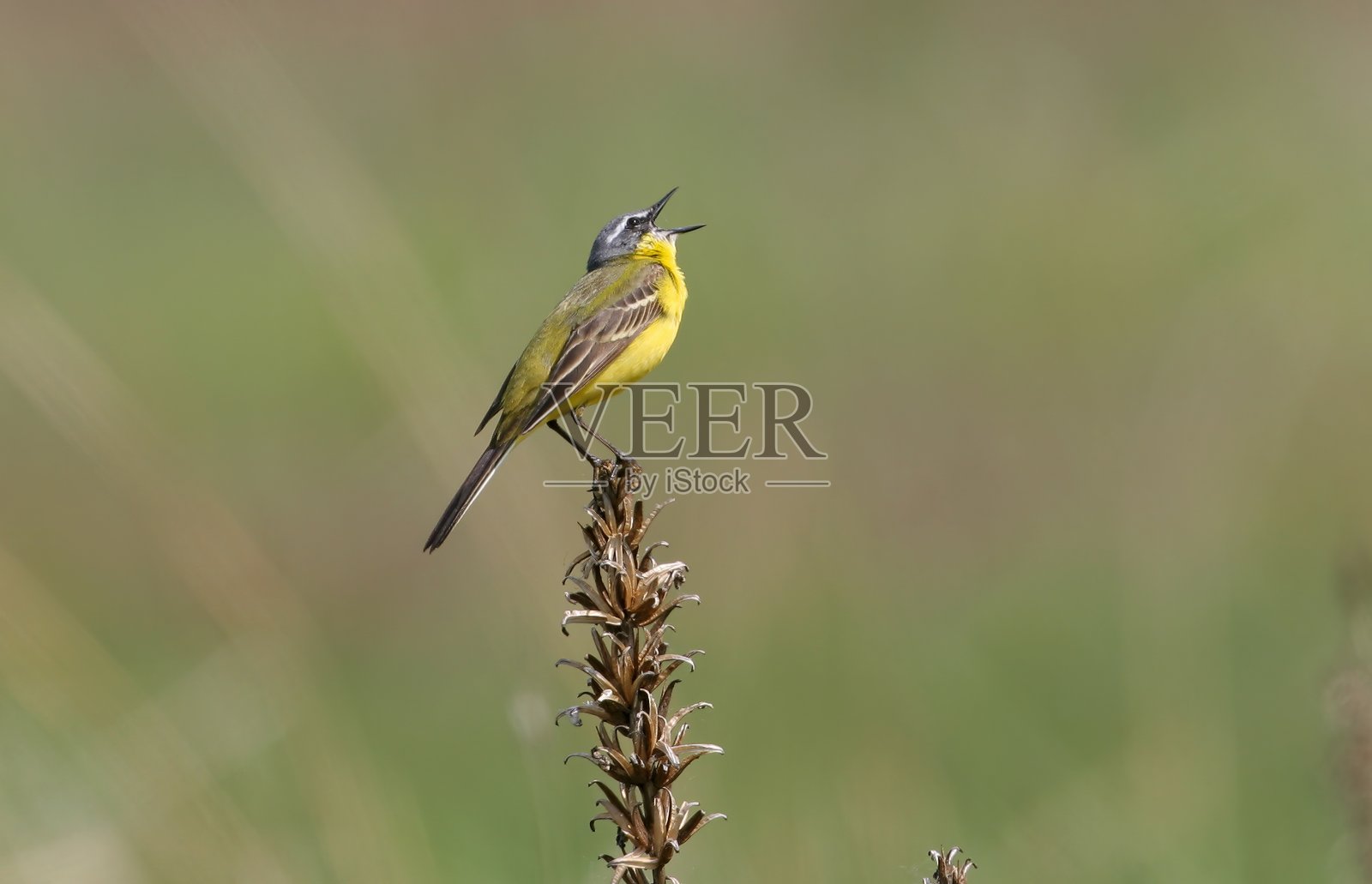 蓝头鹡鸰照片摄影图片