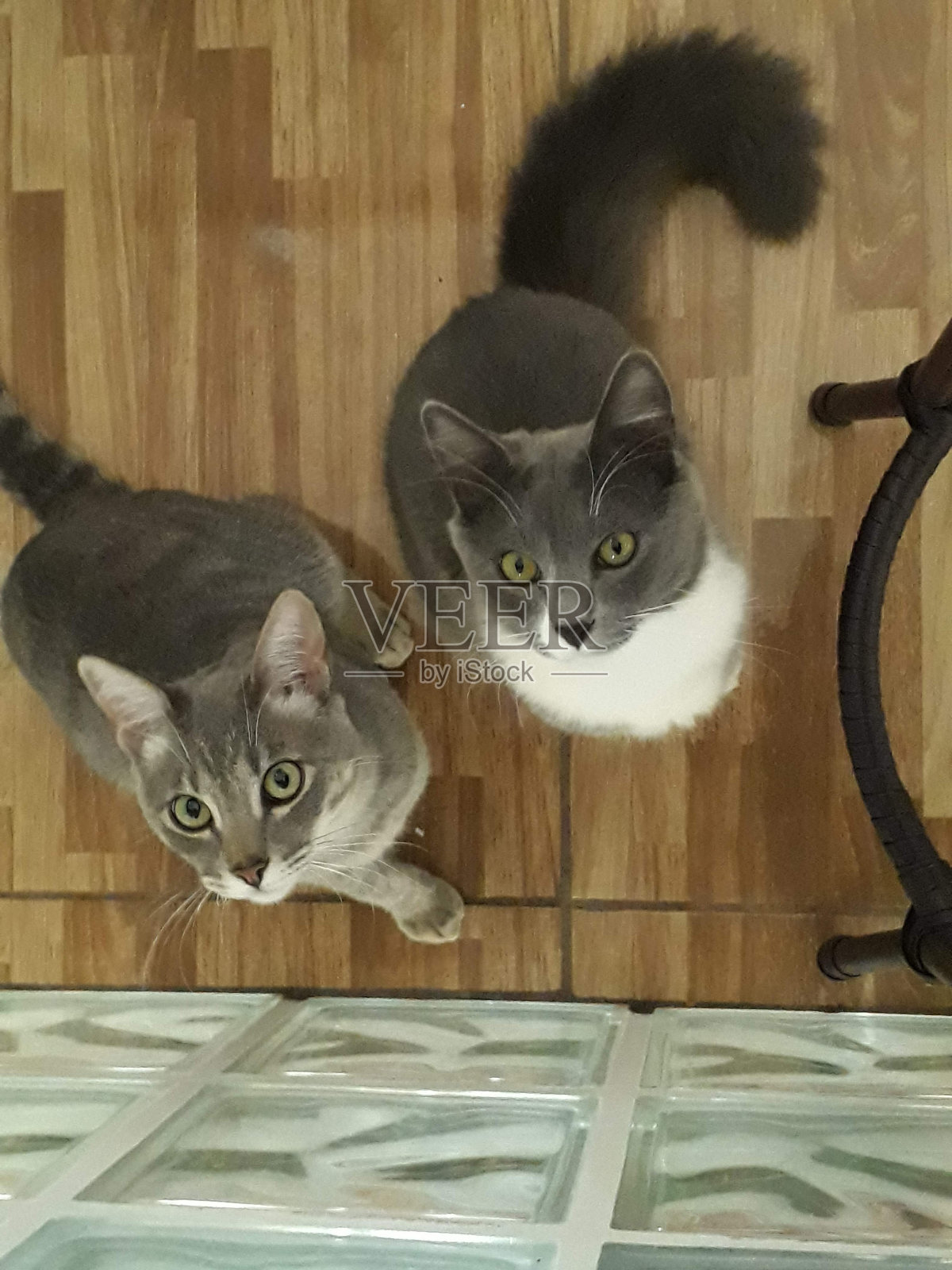 集中的猫照片摄影图片