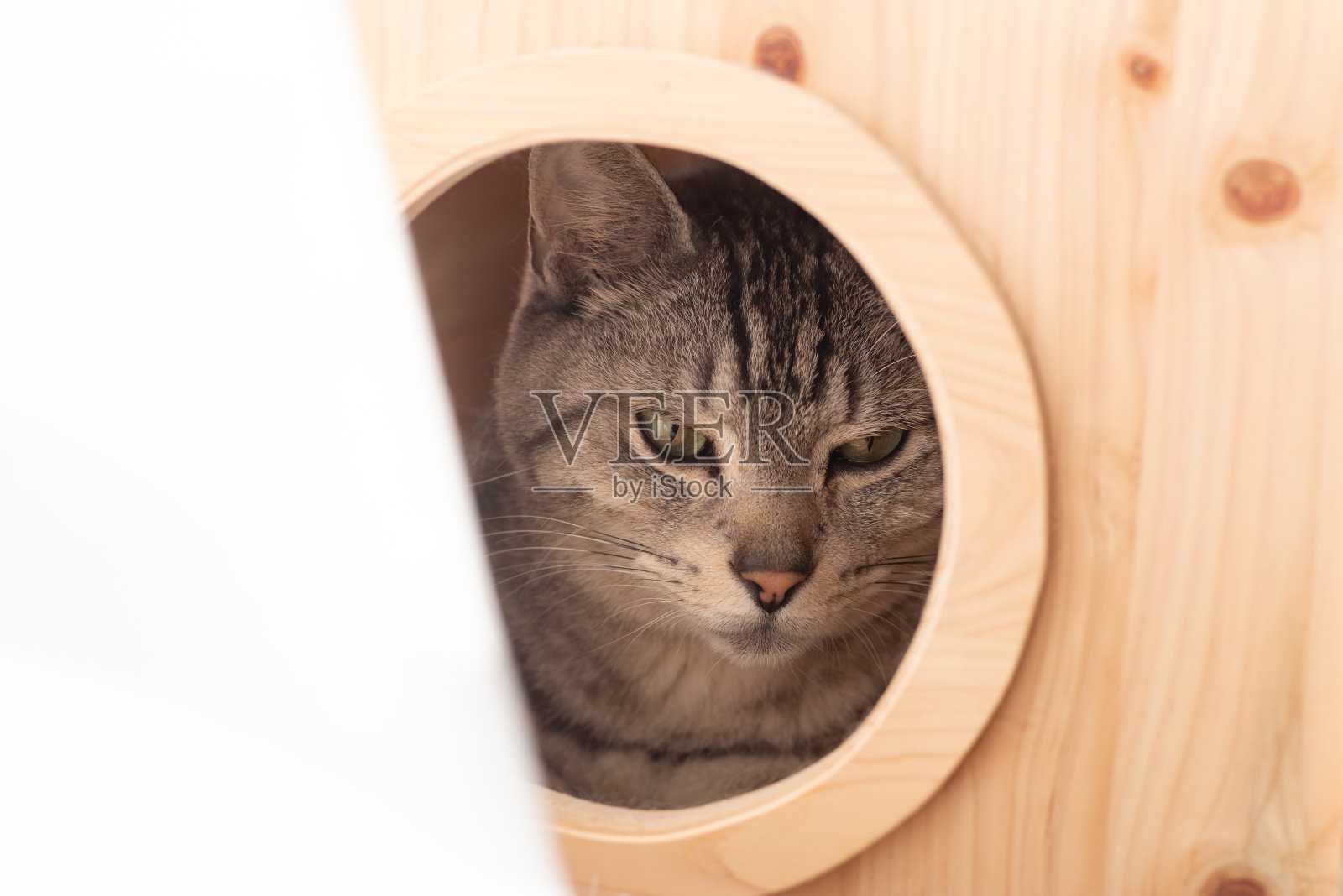 放松的猫照片摄影图片