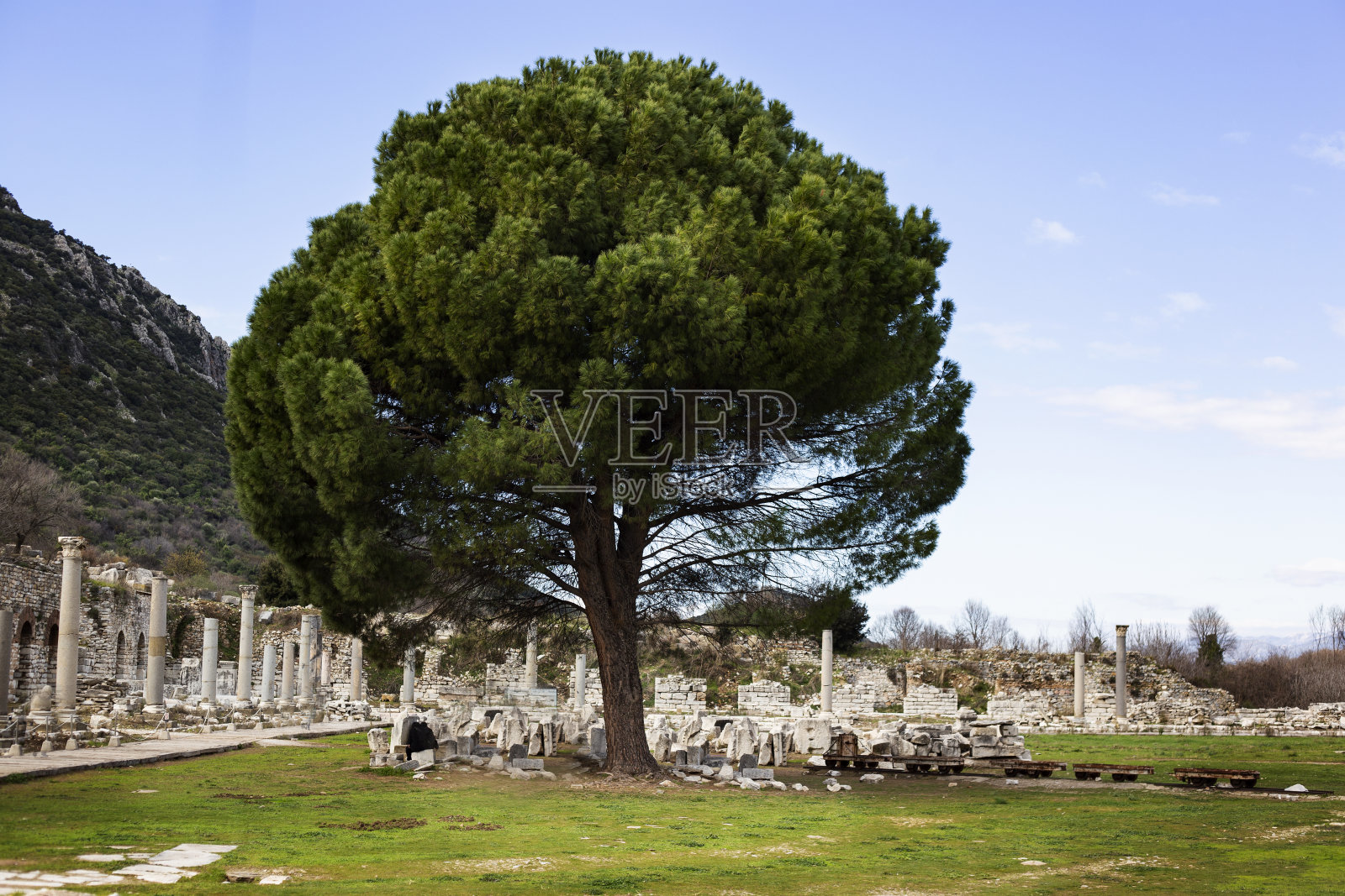 古城里又大又漂亮的树照片摄影图片