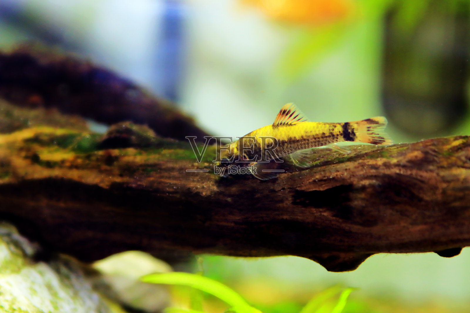 熊猫黄鳍淡水鱼-黄鳍黄鳍照片摄影图片