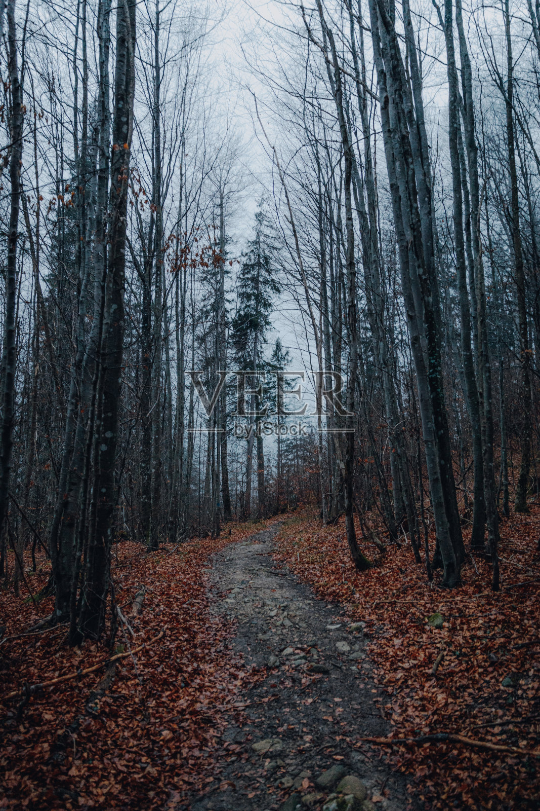 深秋时节的林间小路，地上满是橘黄色的树叶照片摄影图片