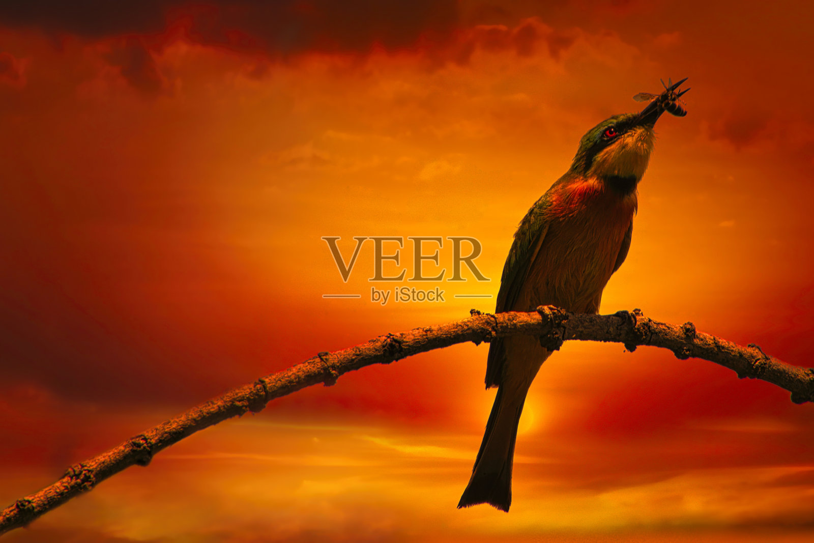 非洲日出与日落照片摄影图片