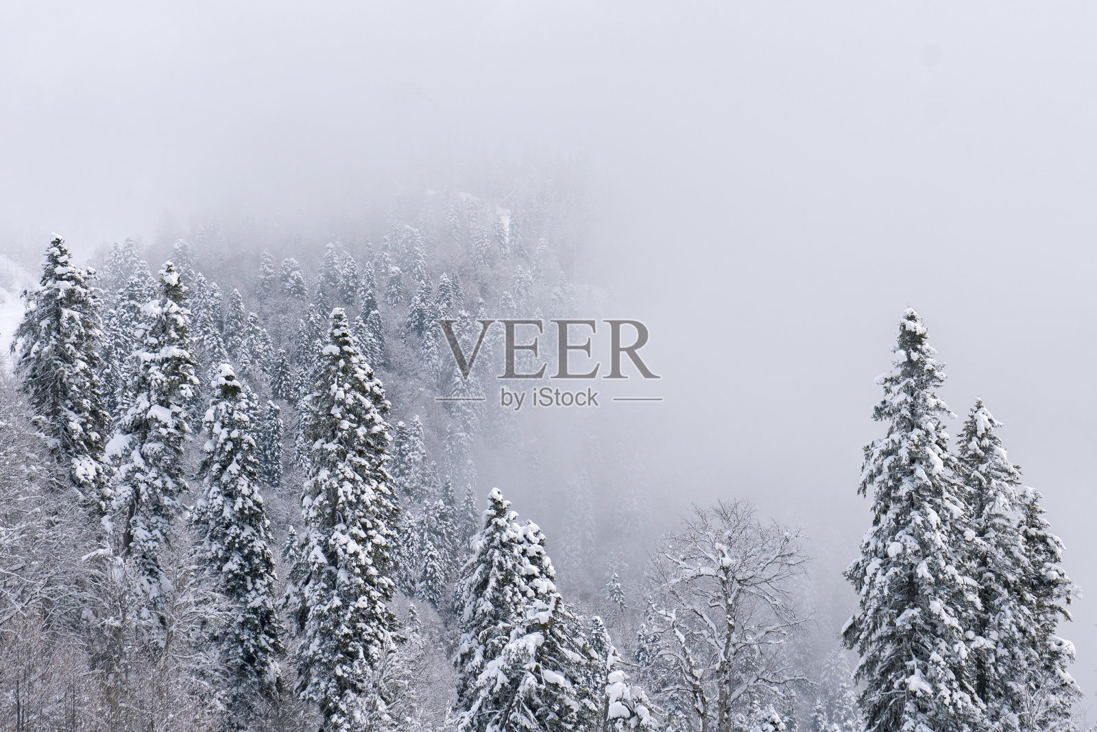 白雪覆盖的云杉林。照片摄影图片