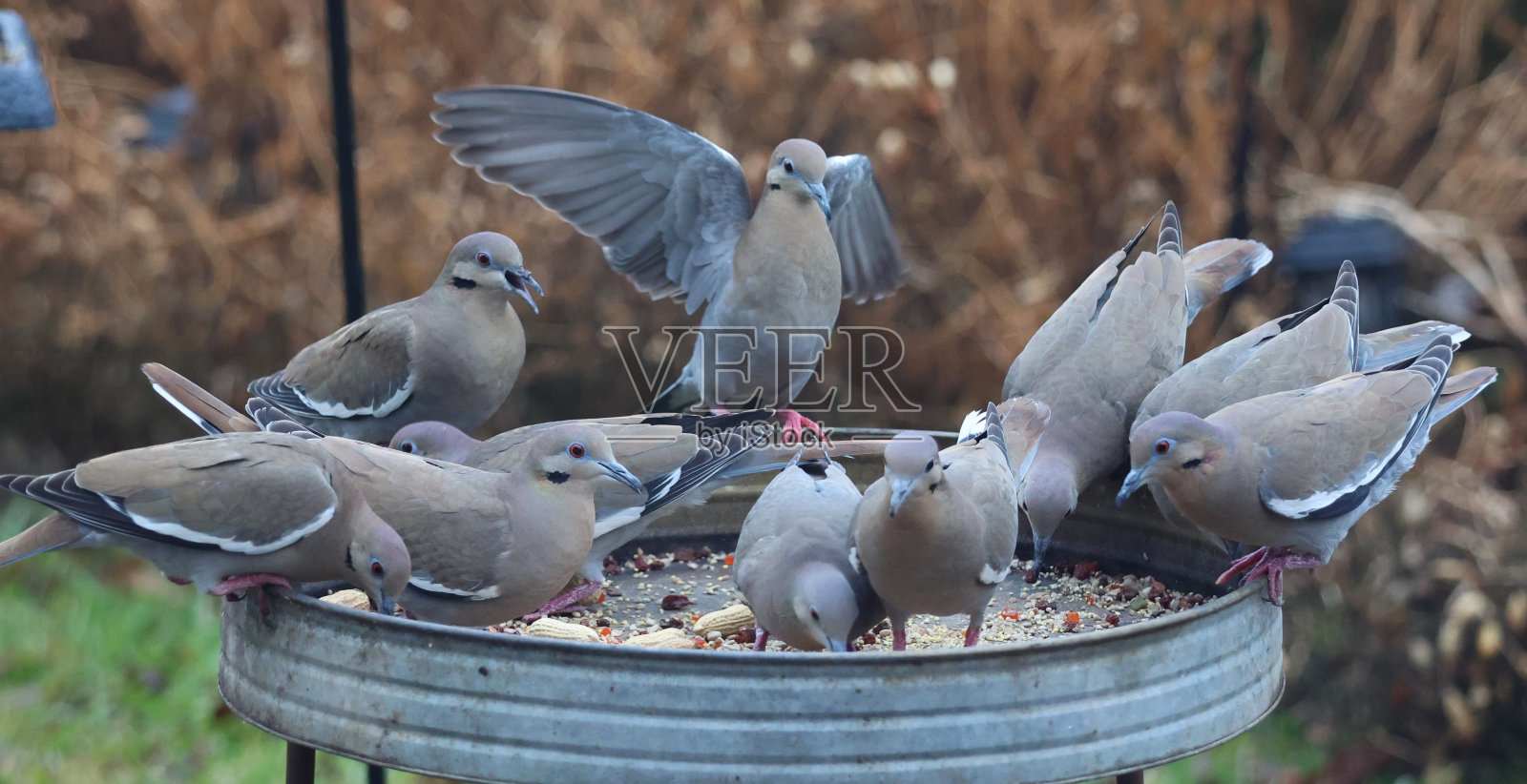 白翼鸽子在动作系列照片摄影图片