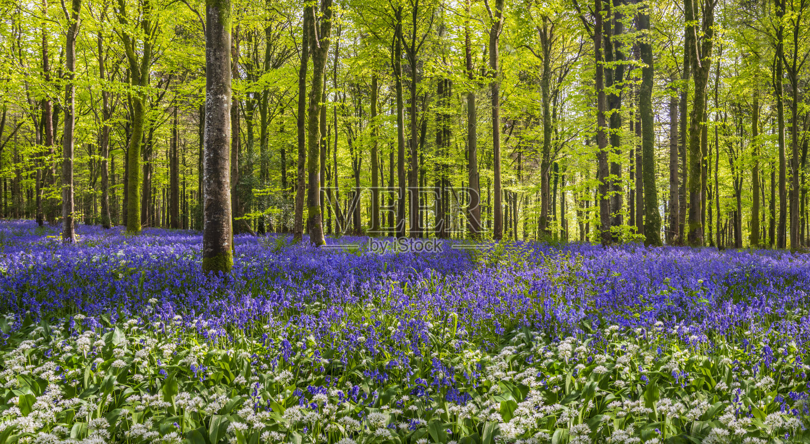 阳光穿过蓝铃草树林，在亮绿色的山毛榉树冠下，有深蓝色的紫色花朵照片摄影图片