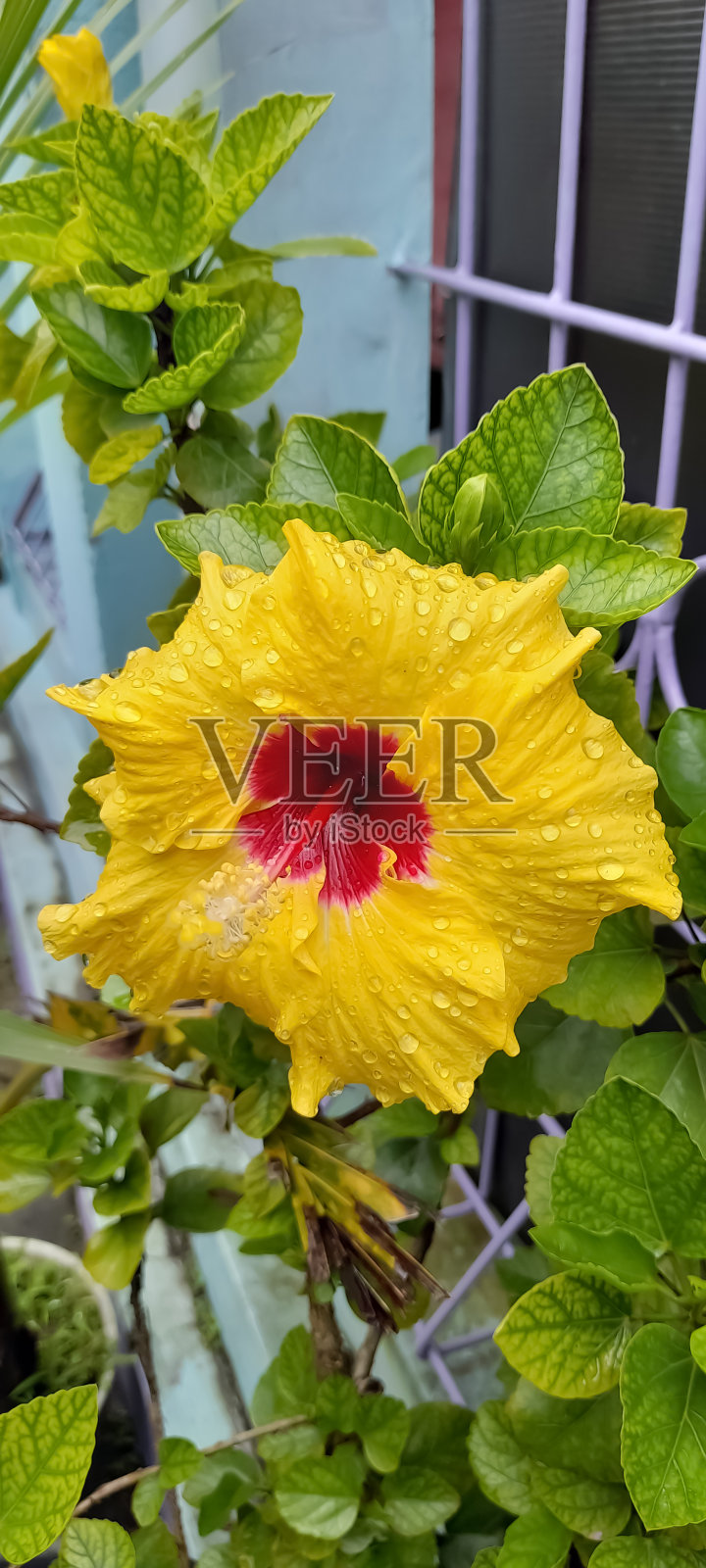 黄色芙蓉花照片摄影图片