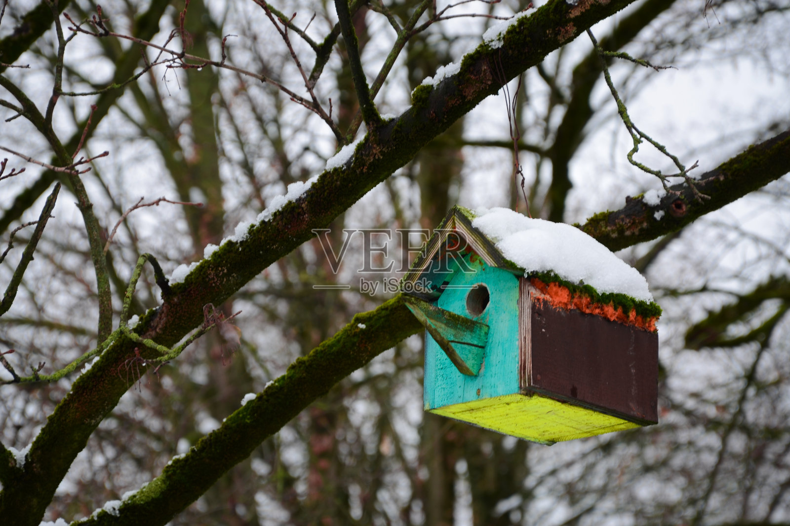 五颜六色的鸟屋挂在冬天的树上照片摄影图片