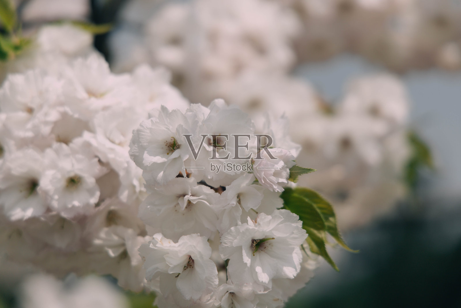 花照片摄影图片