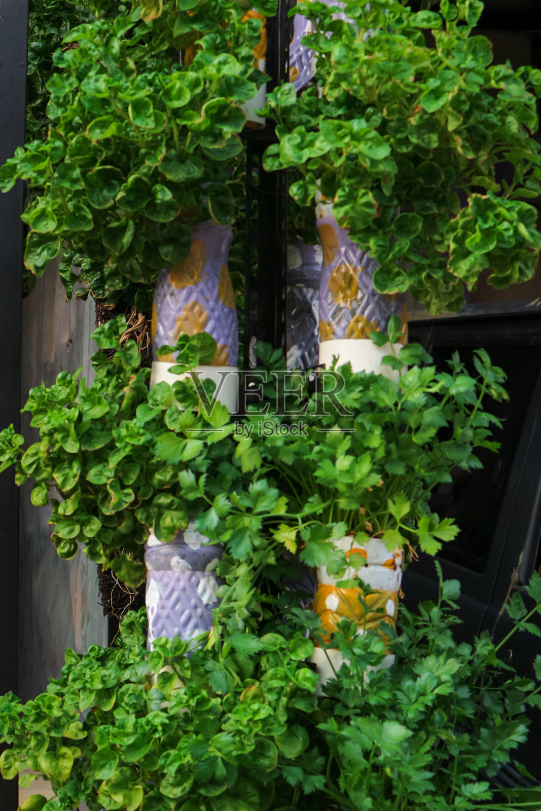 在房子前面用用过的瓶子种植水培蔬菜照片摄影图片