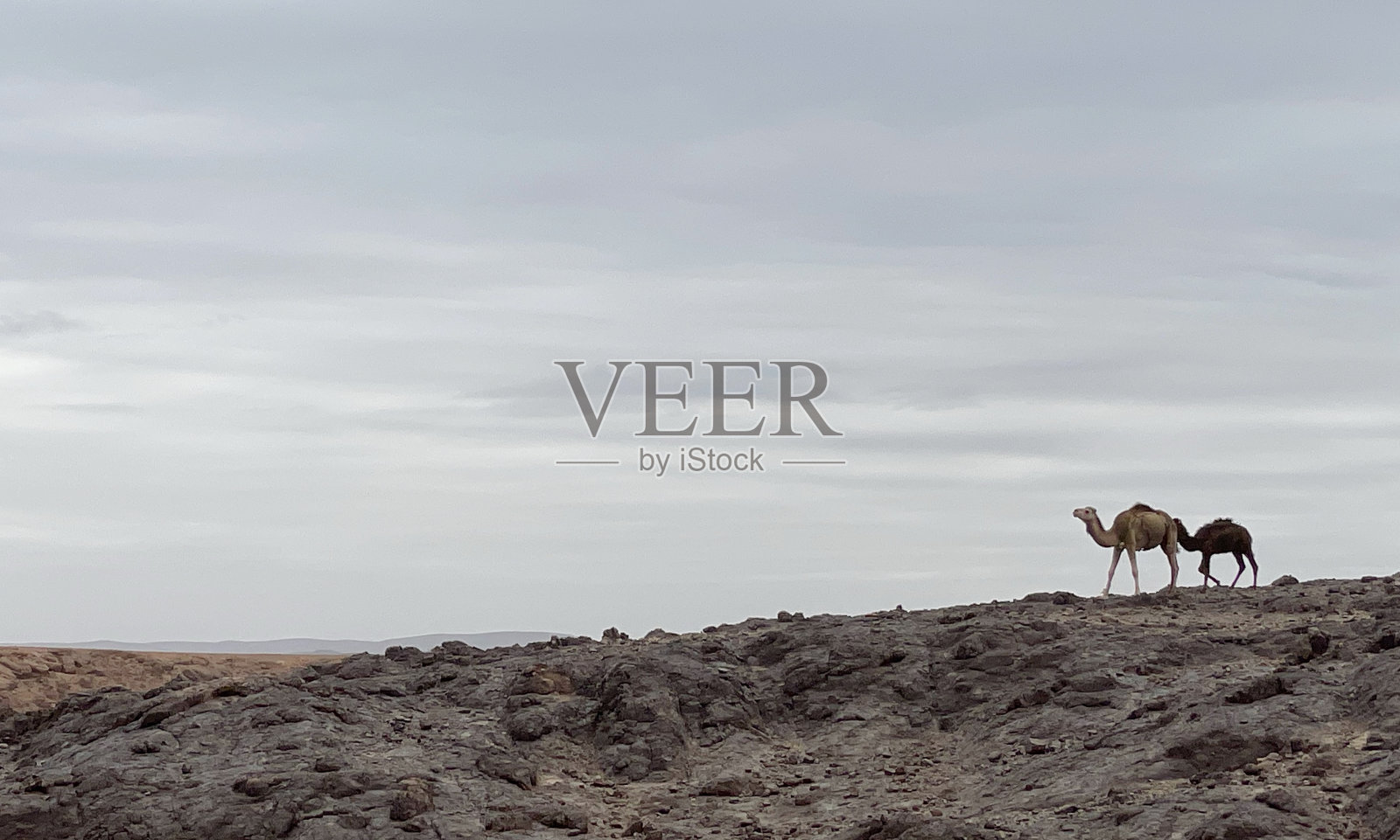 野生单峰骆驼照片摄影图片