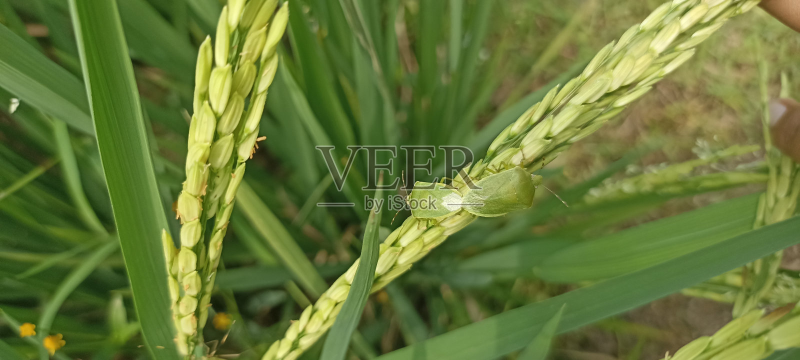 绿色臭虫照片摄影图片