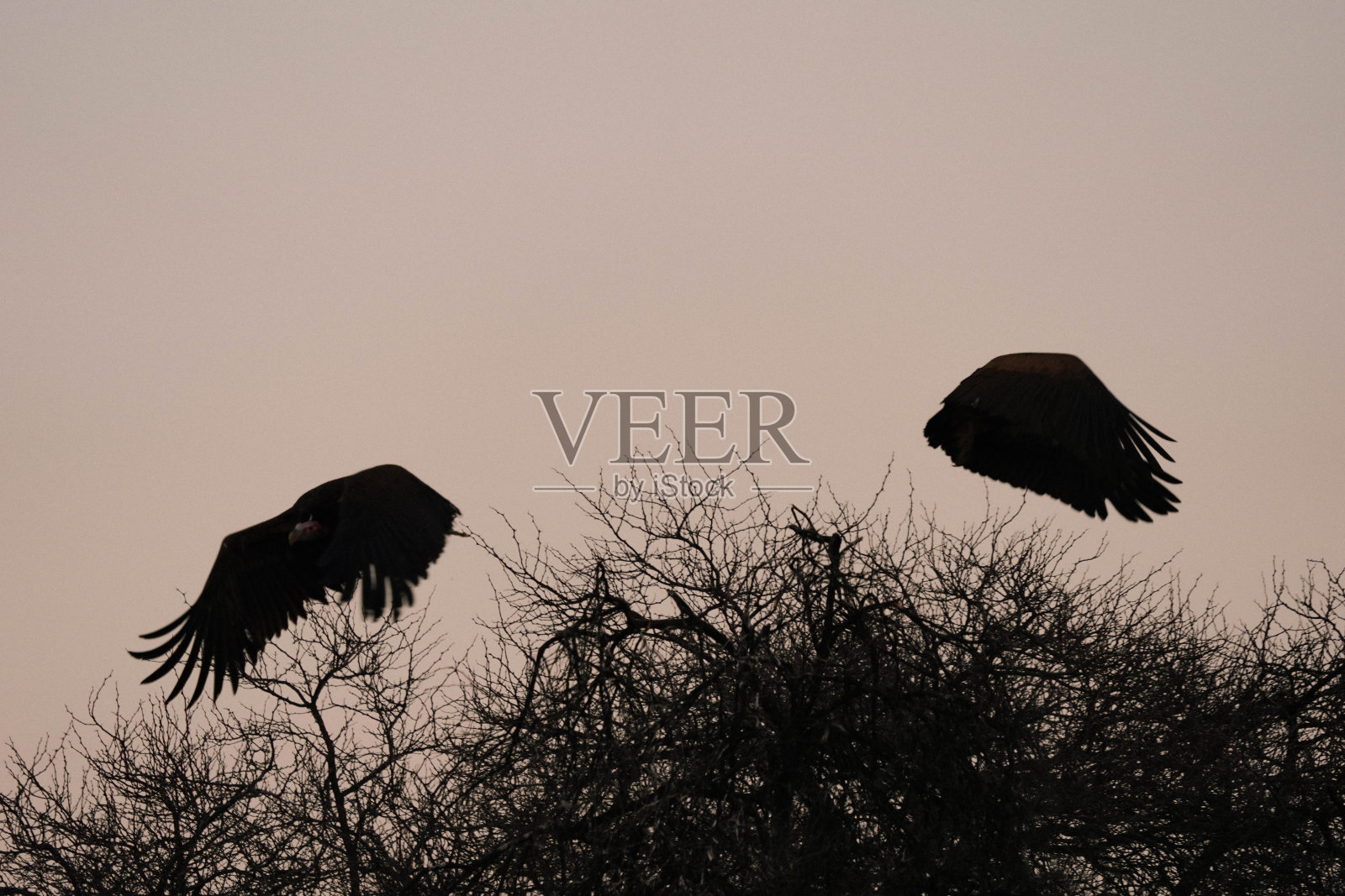 天空中一只鸟的剪影照片摄影图片