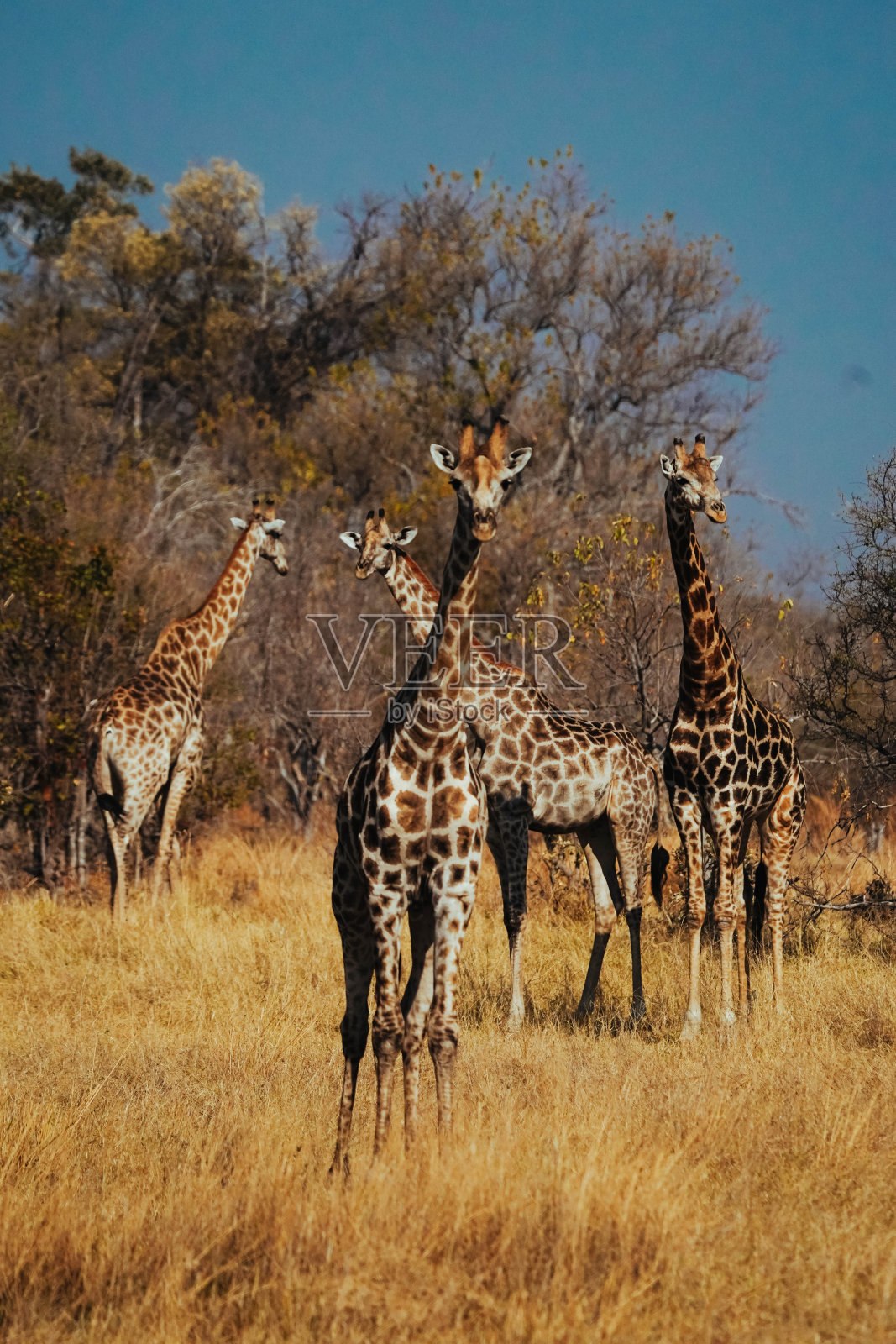 垂直拍摄美丽的长颈鹿在他们的栖息地，在奥卡万加，三角洲，博茨瓦纳照片摄影图片