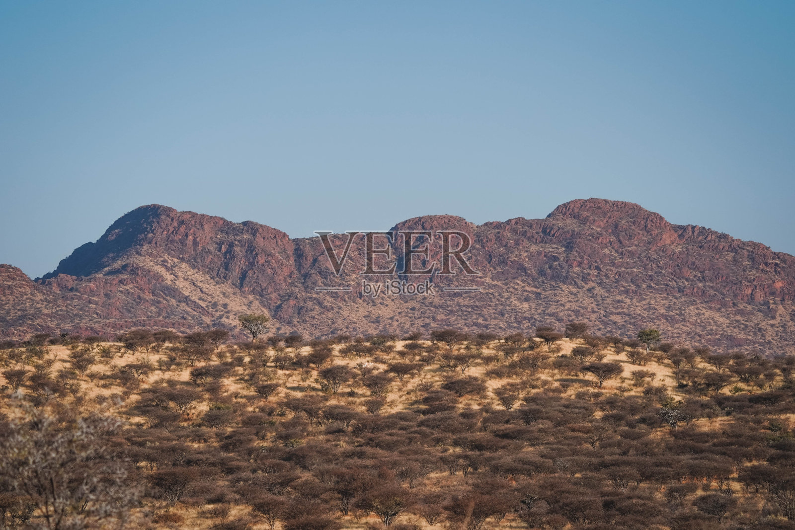 博茨瓦纳奥卡万加三角洲的野生动物园。照片摄影图片