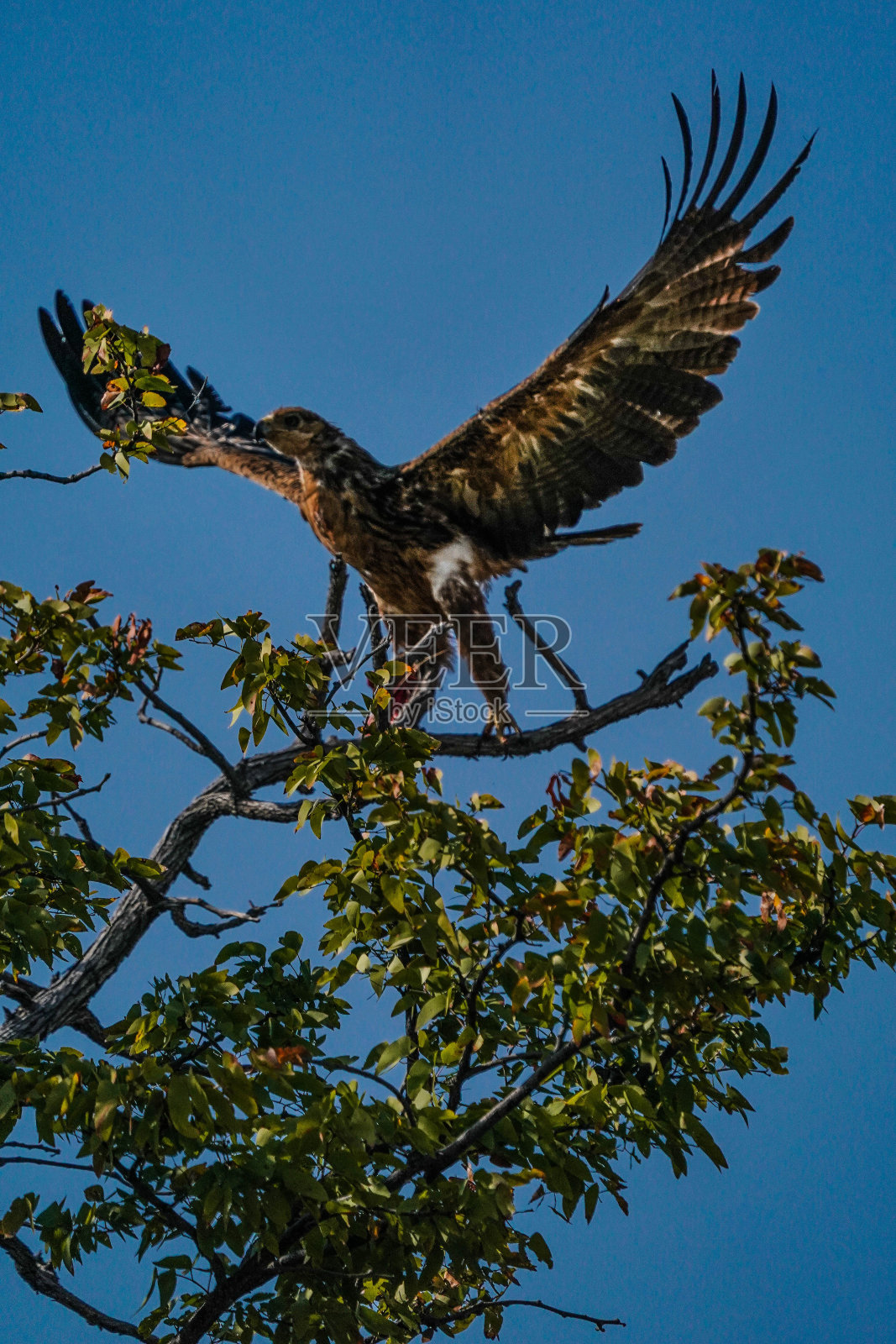 在博茨瓦纳三角洲的奥卡万加，一只老鹰栖息在树枝上的垂直镜头照片摄影图片
