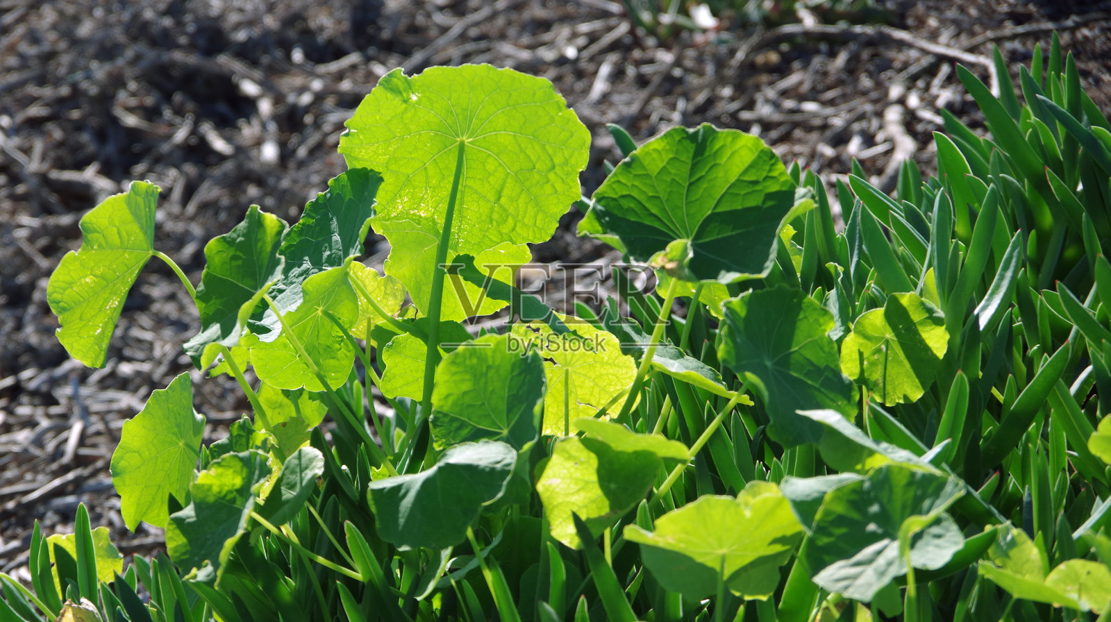 地被植物照片摄影图片