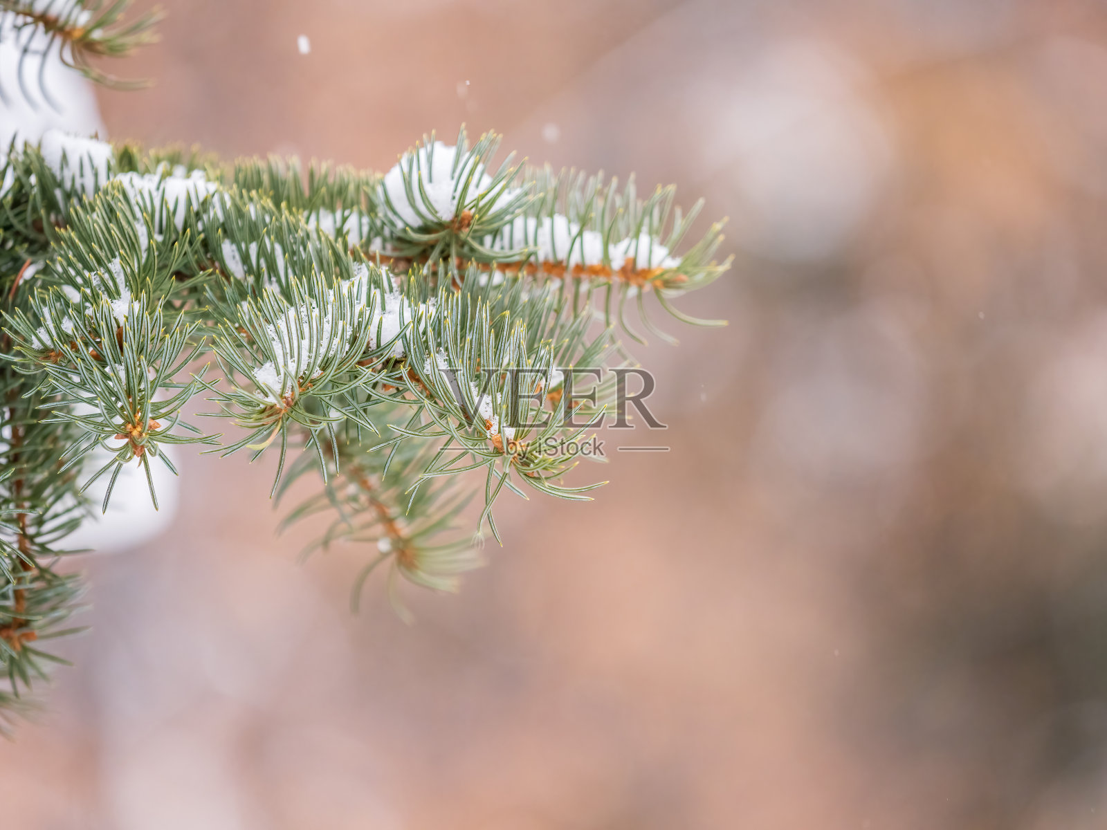 绿色的冷杉枝在冬天覆盖着雪照片摄影图片