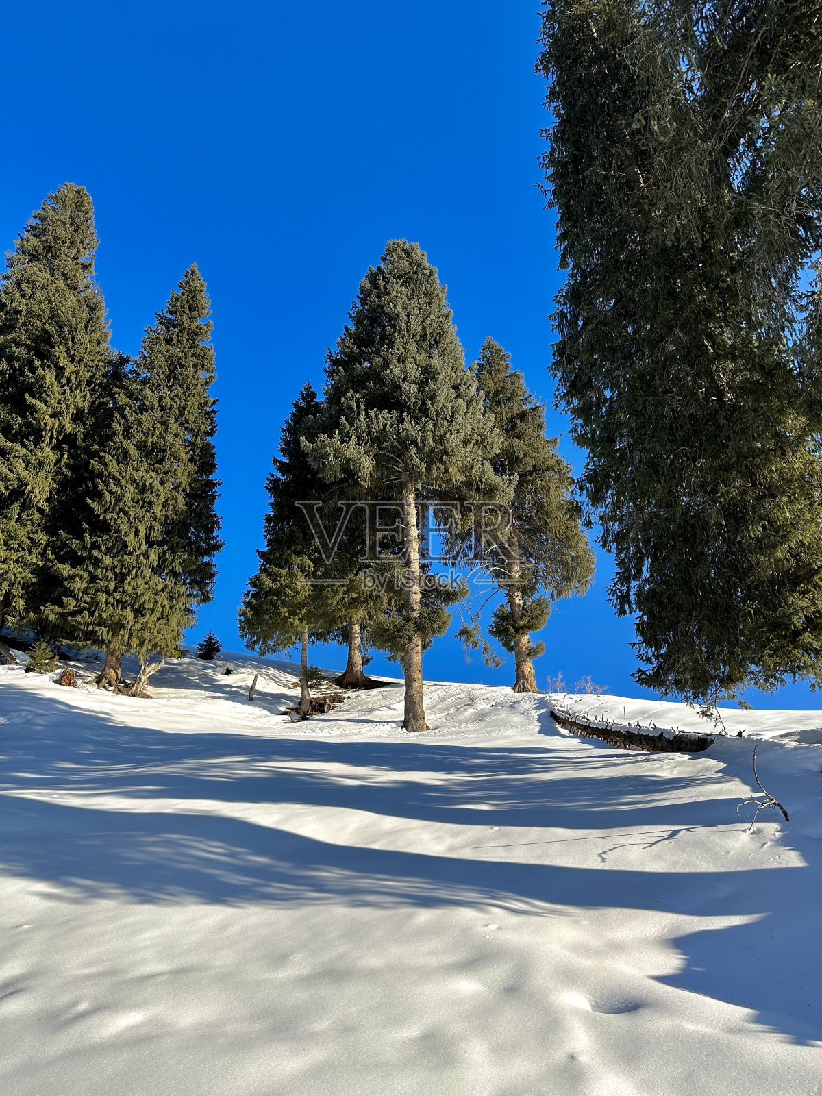 森林里的雪地里的蓝天照片摄影图片
