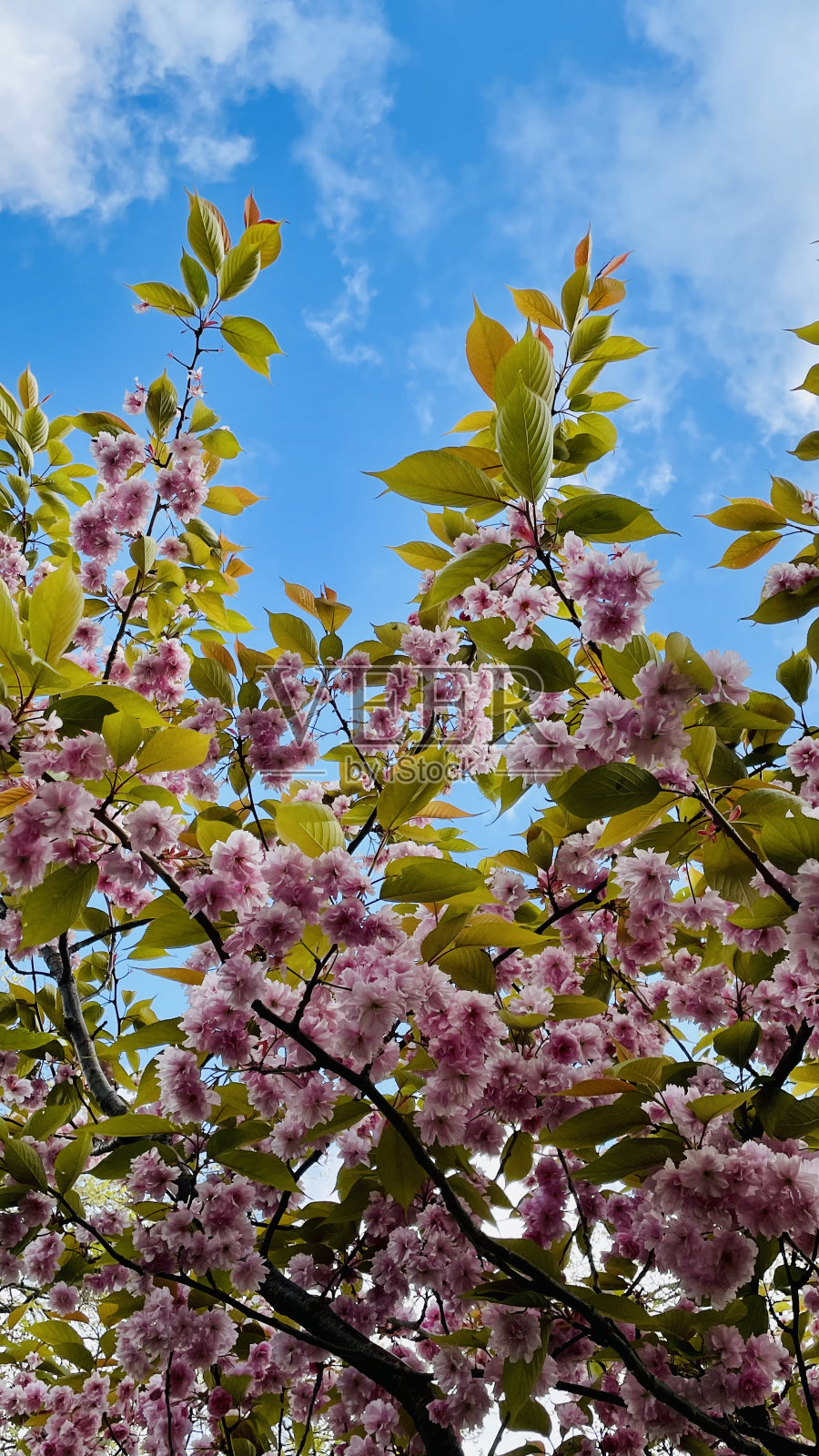 低角视图开花的粉红色树和蓝色的天空照片摄影图片