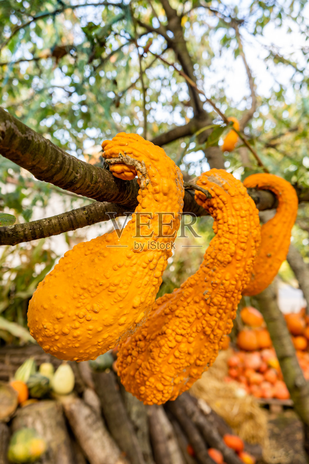 悬挂在户外市场树枝上的弯颈南瓜的垂直视图照片摄影图片