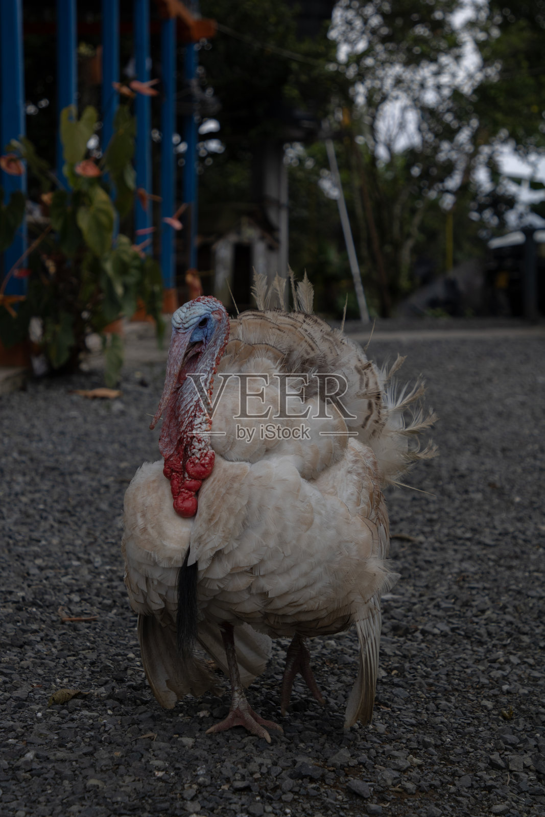 垂直拍摄的火鸡鸟在一个模糊的背景照片摄影图片