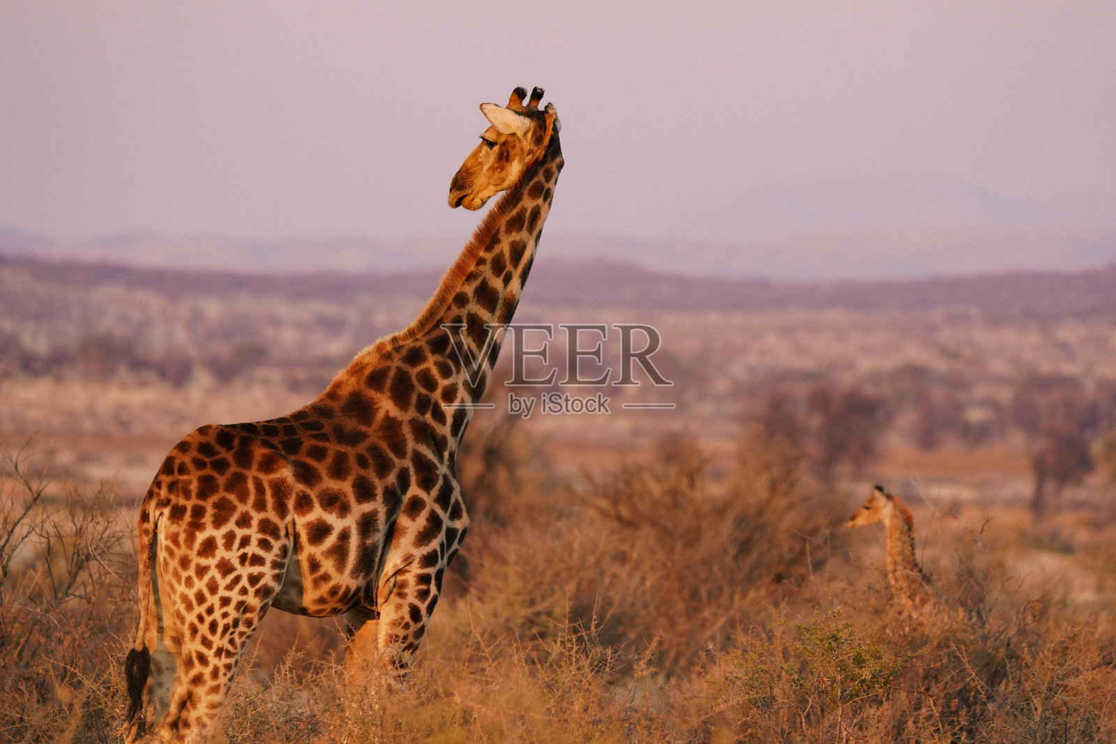 在博茨瓦纳三角洲的奥卡万加野生动物园，一只美丽的长颈鹿在它的栖息地照片摄影图片