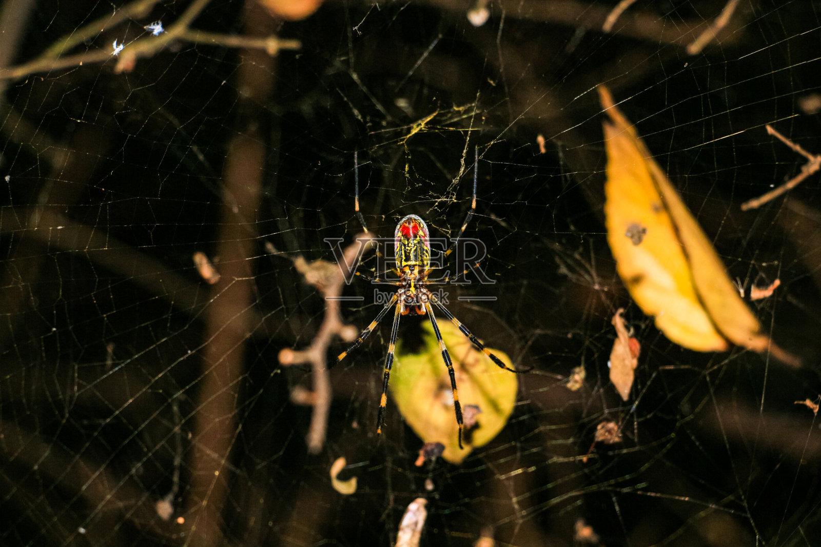 蜘蛛在森林里织网照片摄影图片