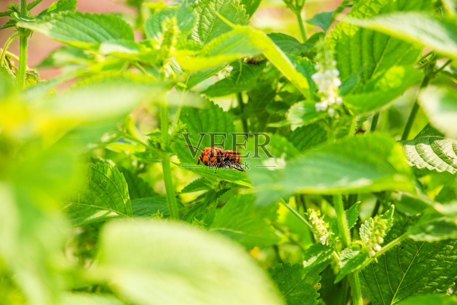 甲虫在绿色的植物上照片摄影图片
