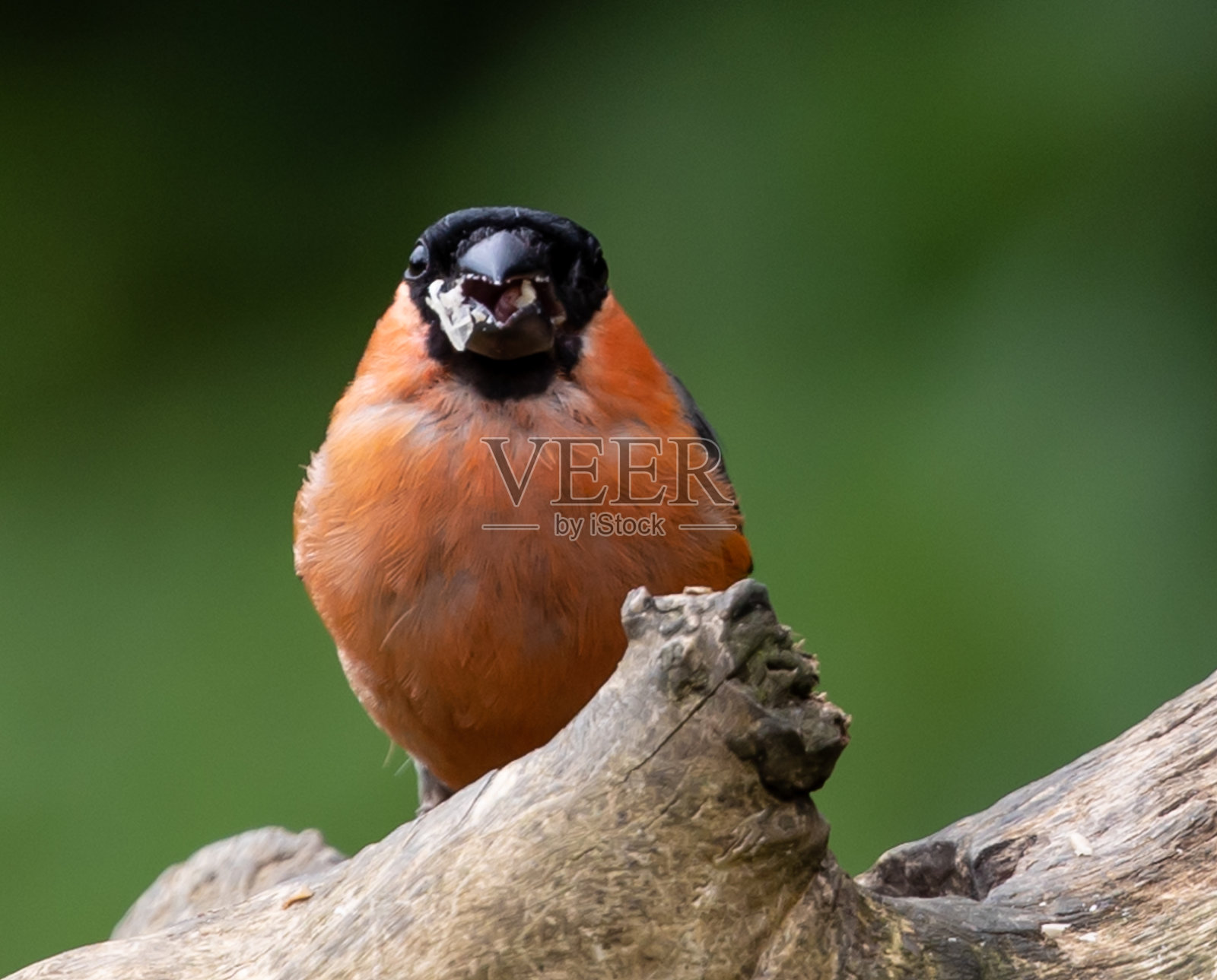 一只欧亚红腹雀在树枝上的特写镜头照片摄影图片