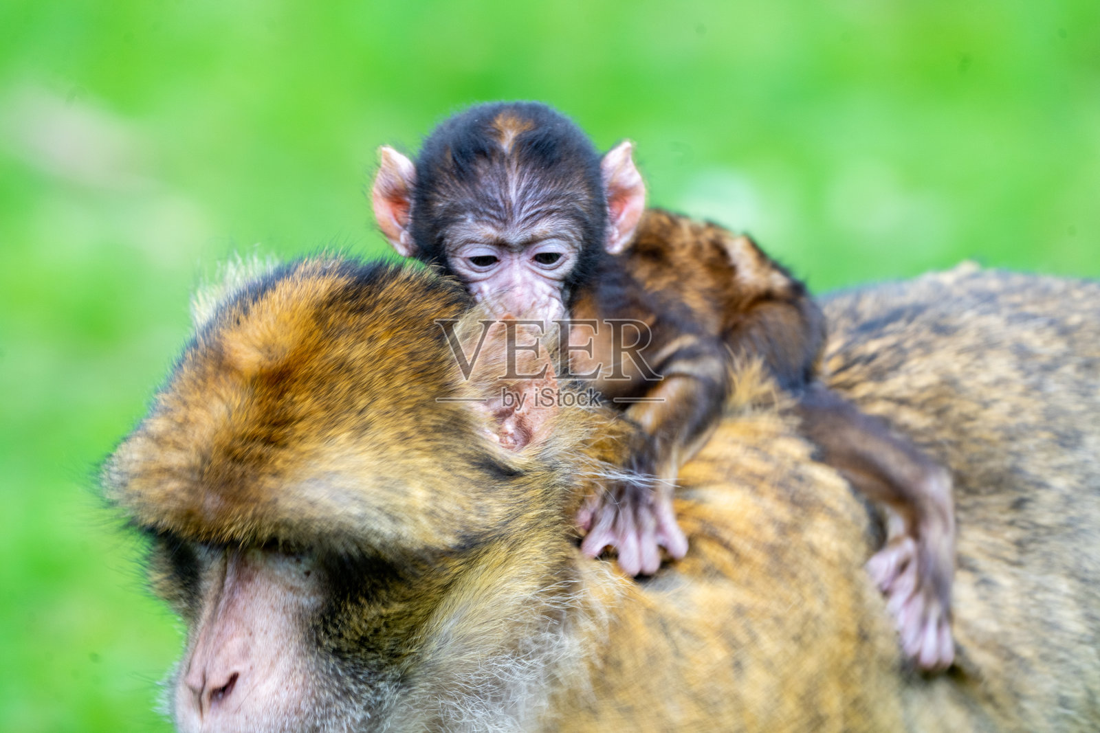 猴子在野外观察某物时的选择性聚焦照片摄影图片