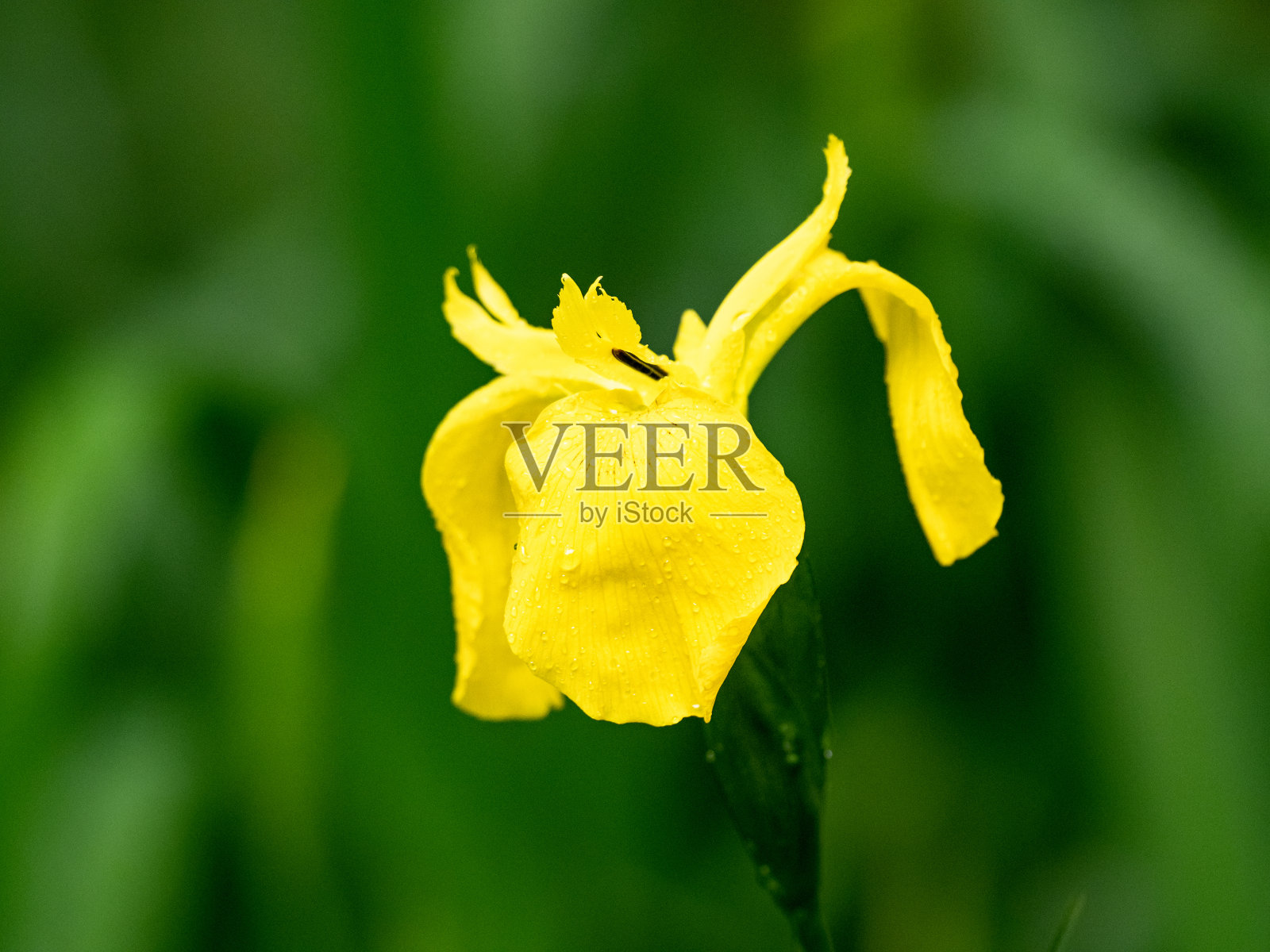 美丽的黄色鸢尾花在模糊的草背景拍摄照片摄影图片