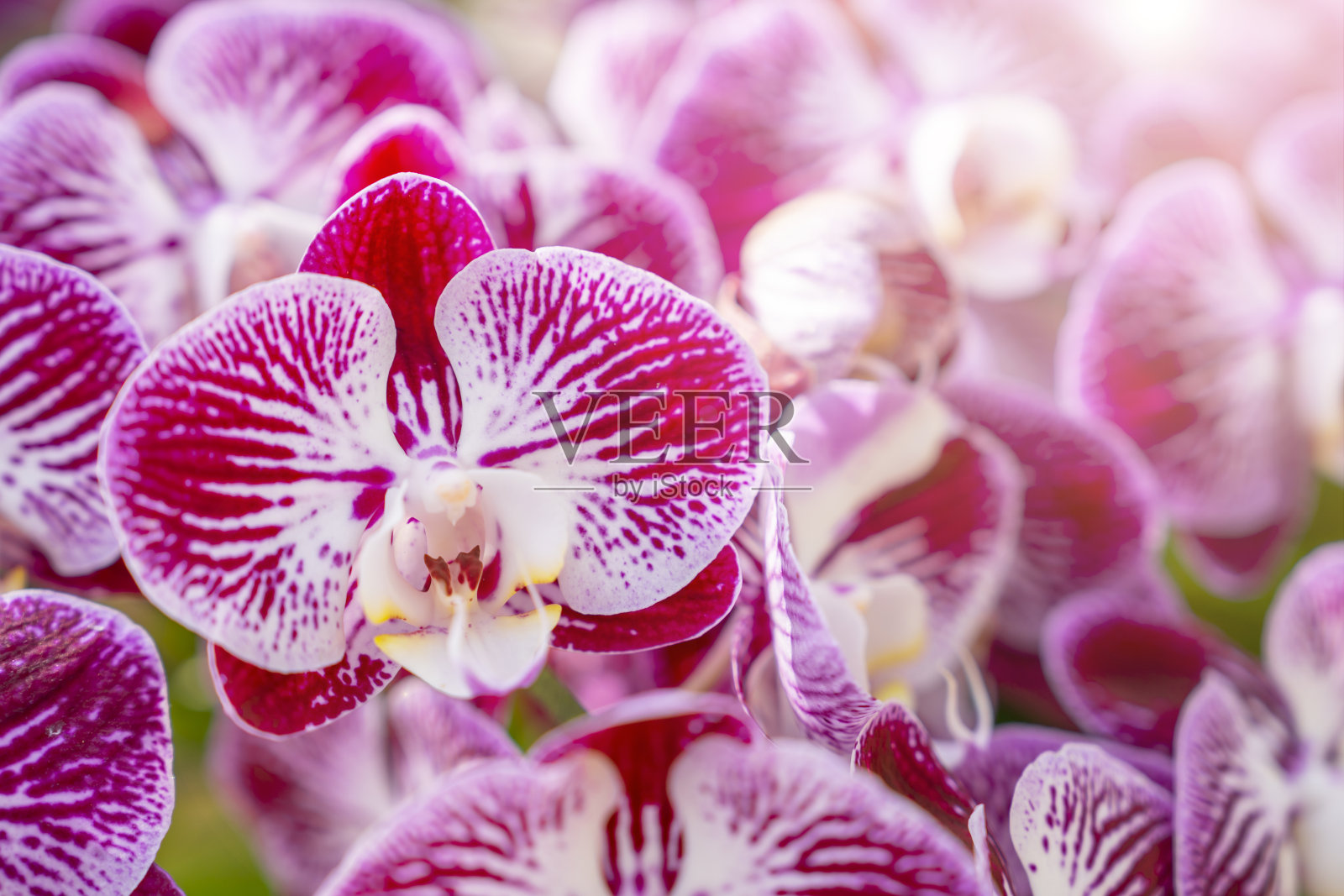 植物兰园的粉红兰、月蝴蝶兰。照片摄影图片