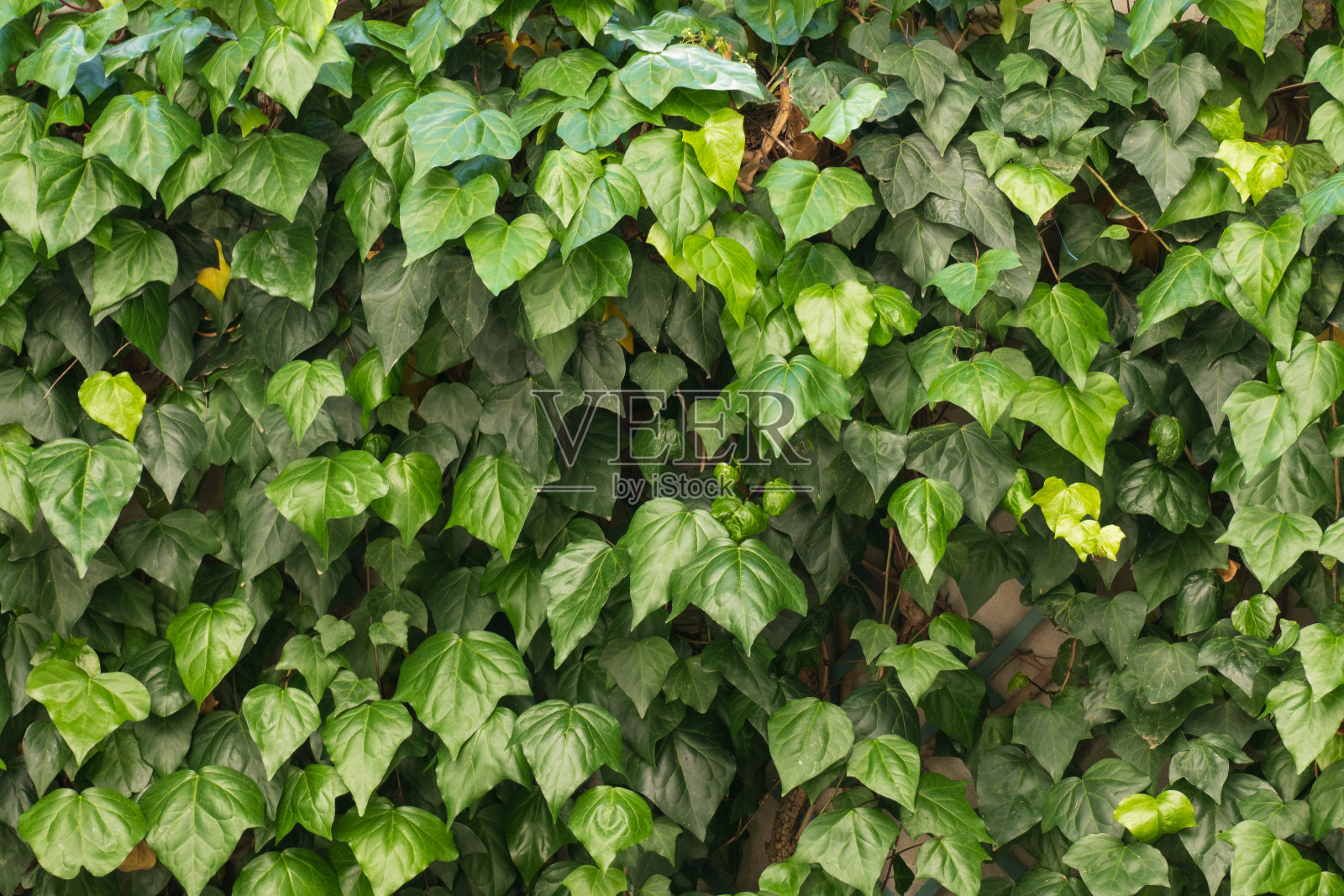 树叶纹理背景照片摄影图片