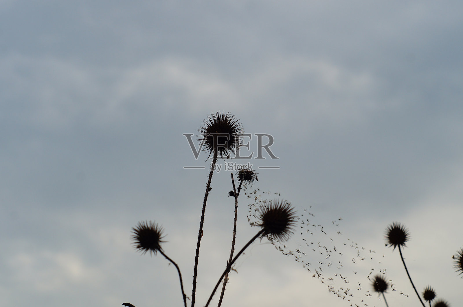 在光的映衬下，球形蓟的剪影。照片摄影图片