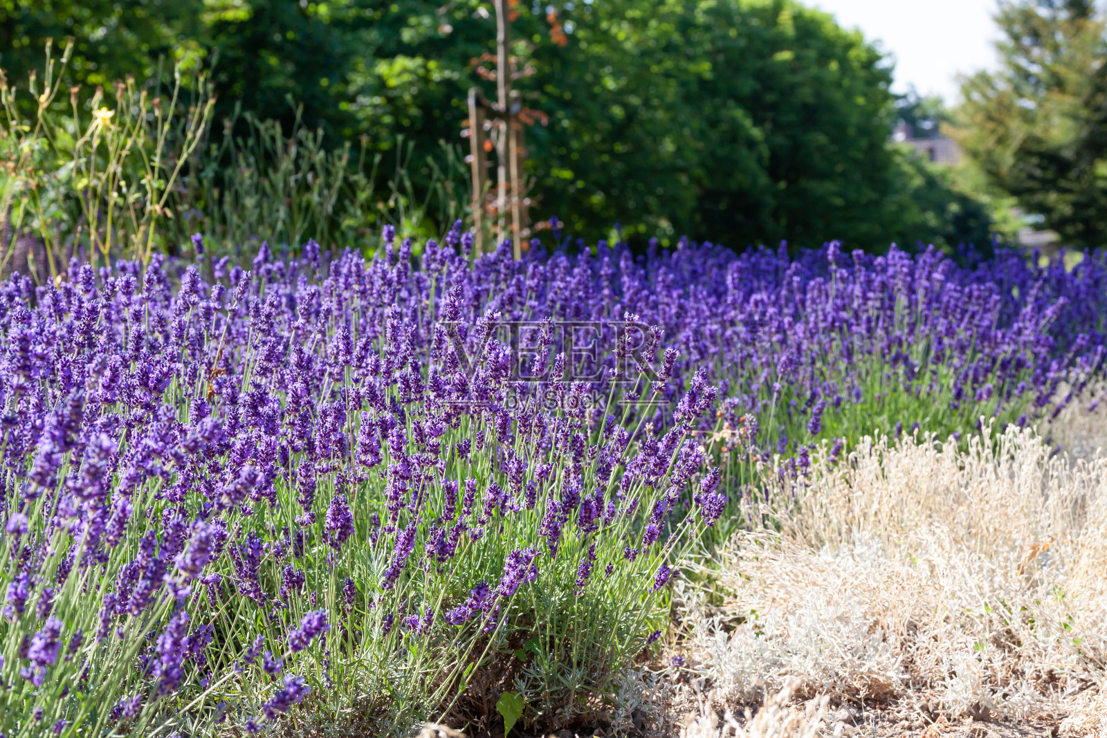 田野里的薰衣草花照片摄影图片