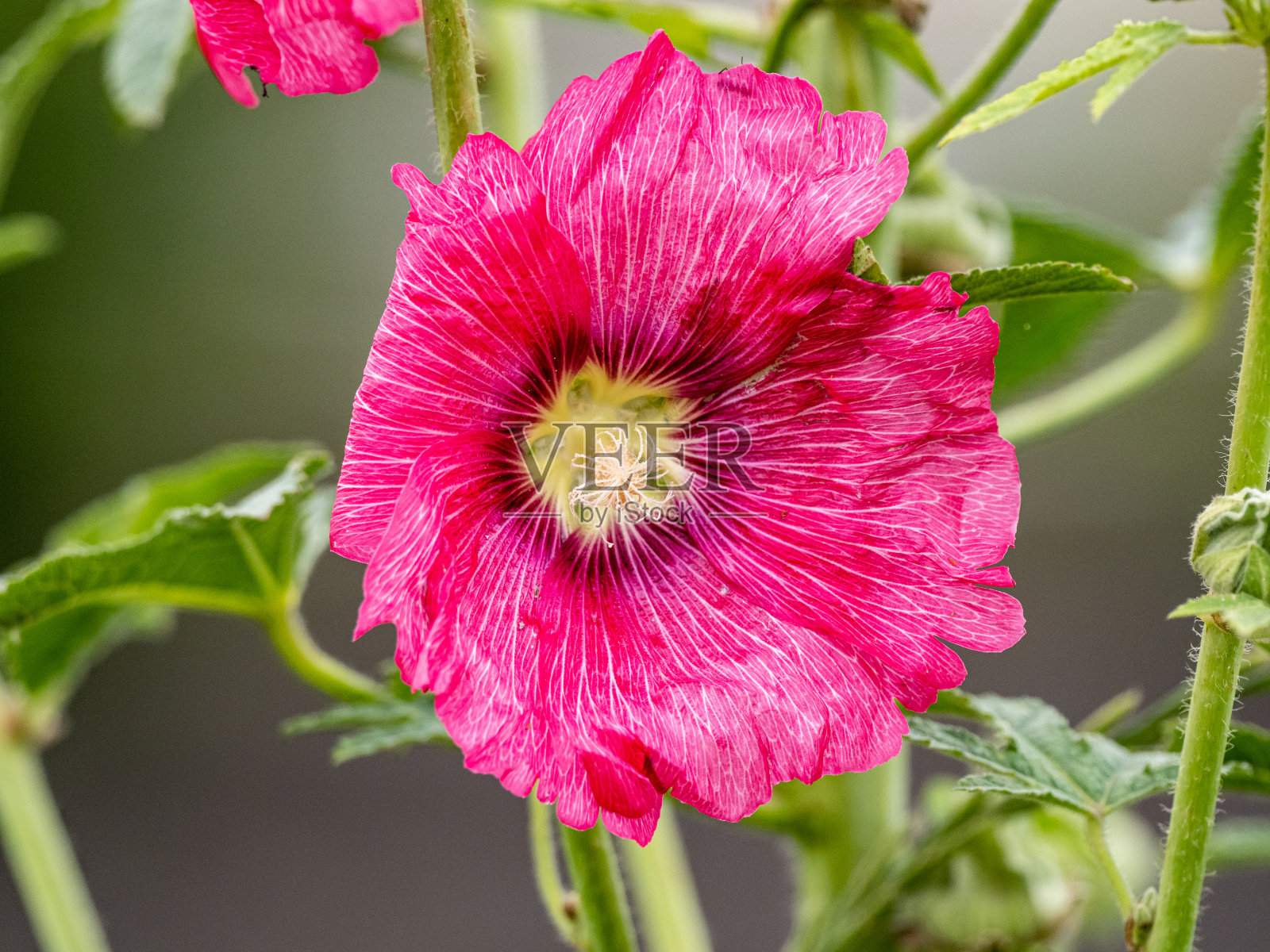一个美丽的充满活力的粉红色锦葵花的特写照片摄影图片