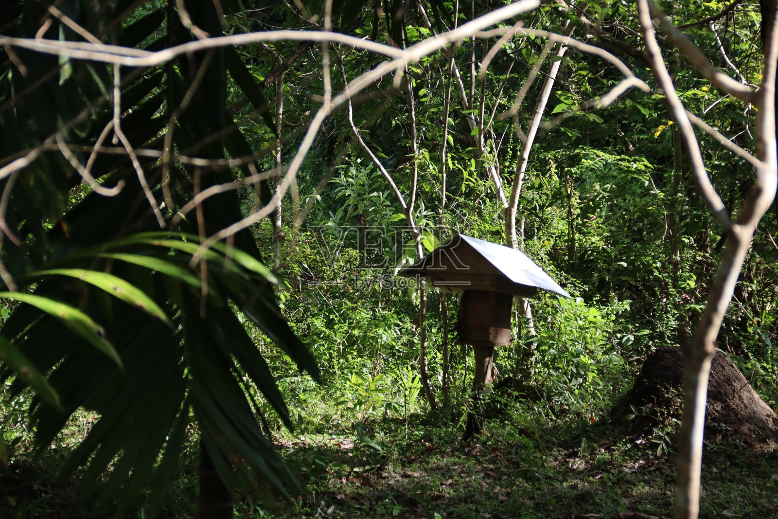 蜂蜜养蜂照片摄影图片